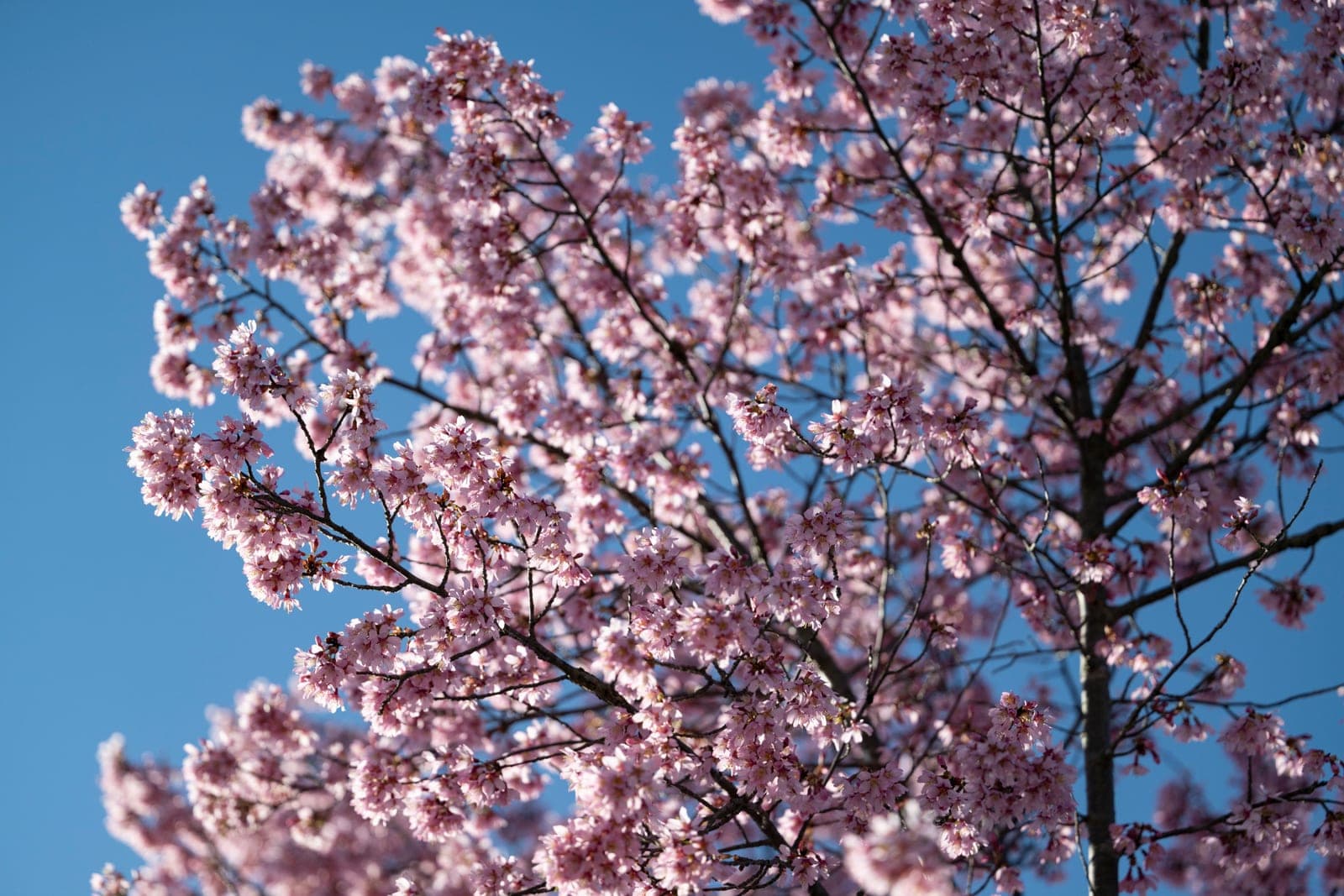 Branches full of small pink cherry blossoms against a clear blue sky