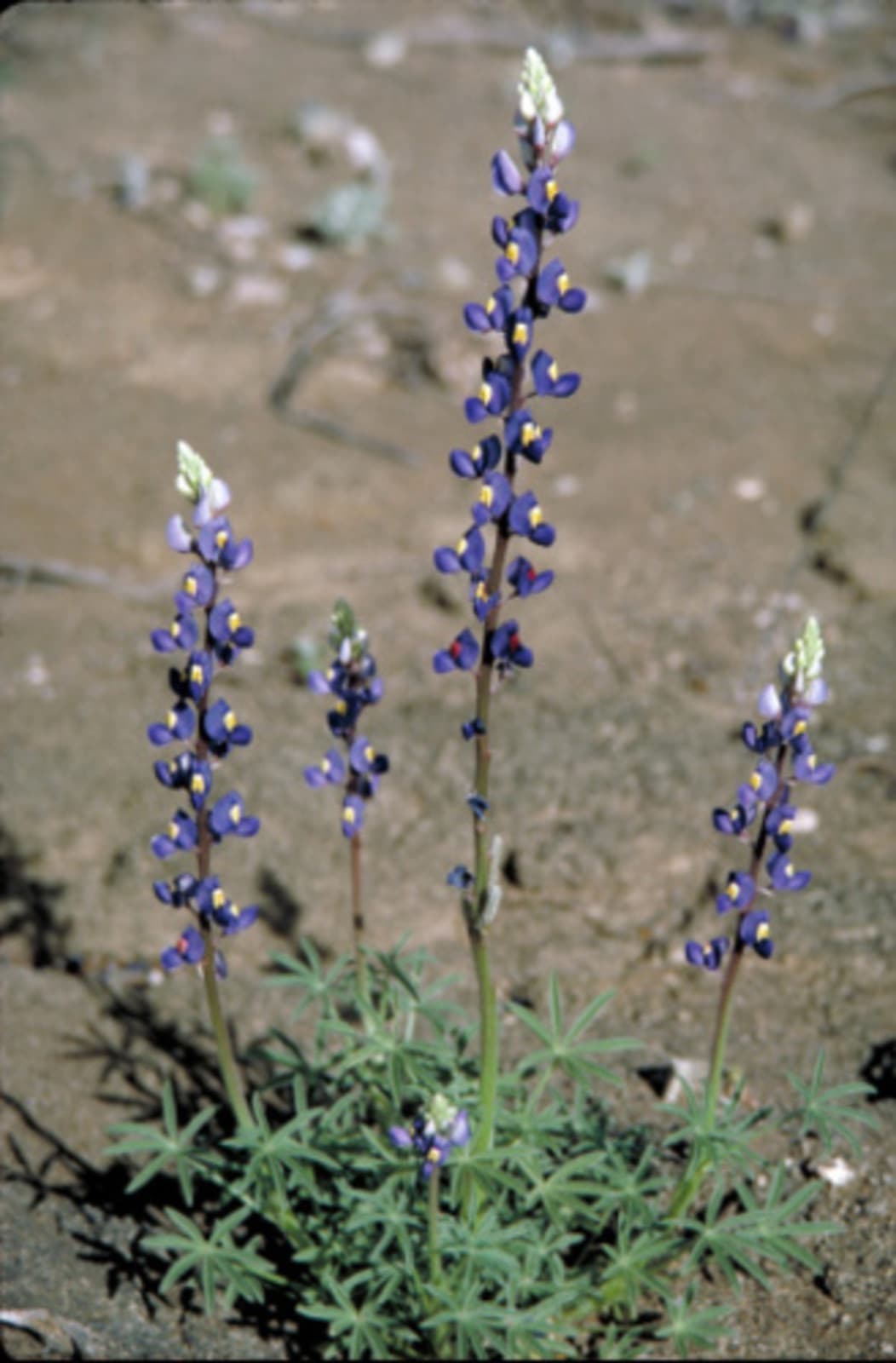 Blue flowers on long stems