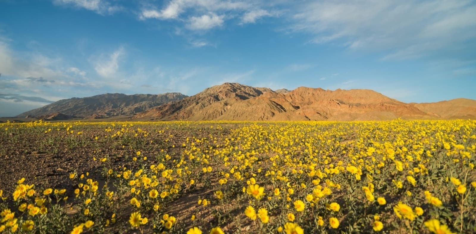 A desert floor covered in yellow wildflowers below brown mountains