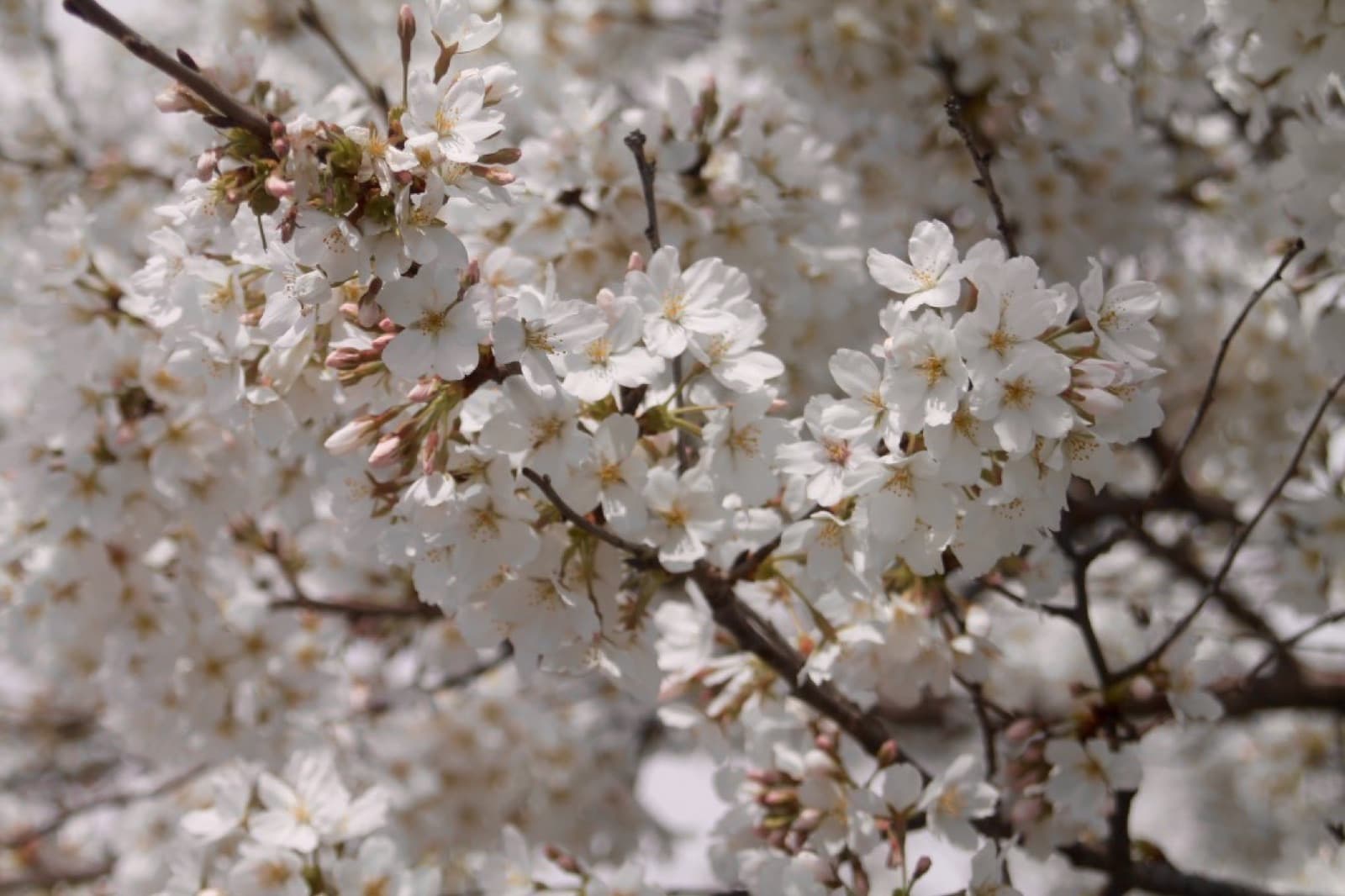 Close-up of white cherry blossoms and pink buds on dark branches