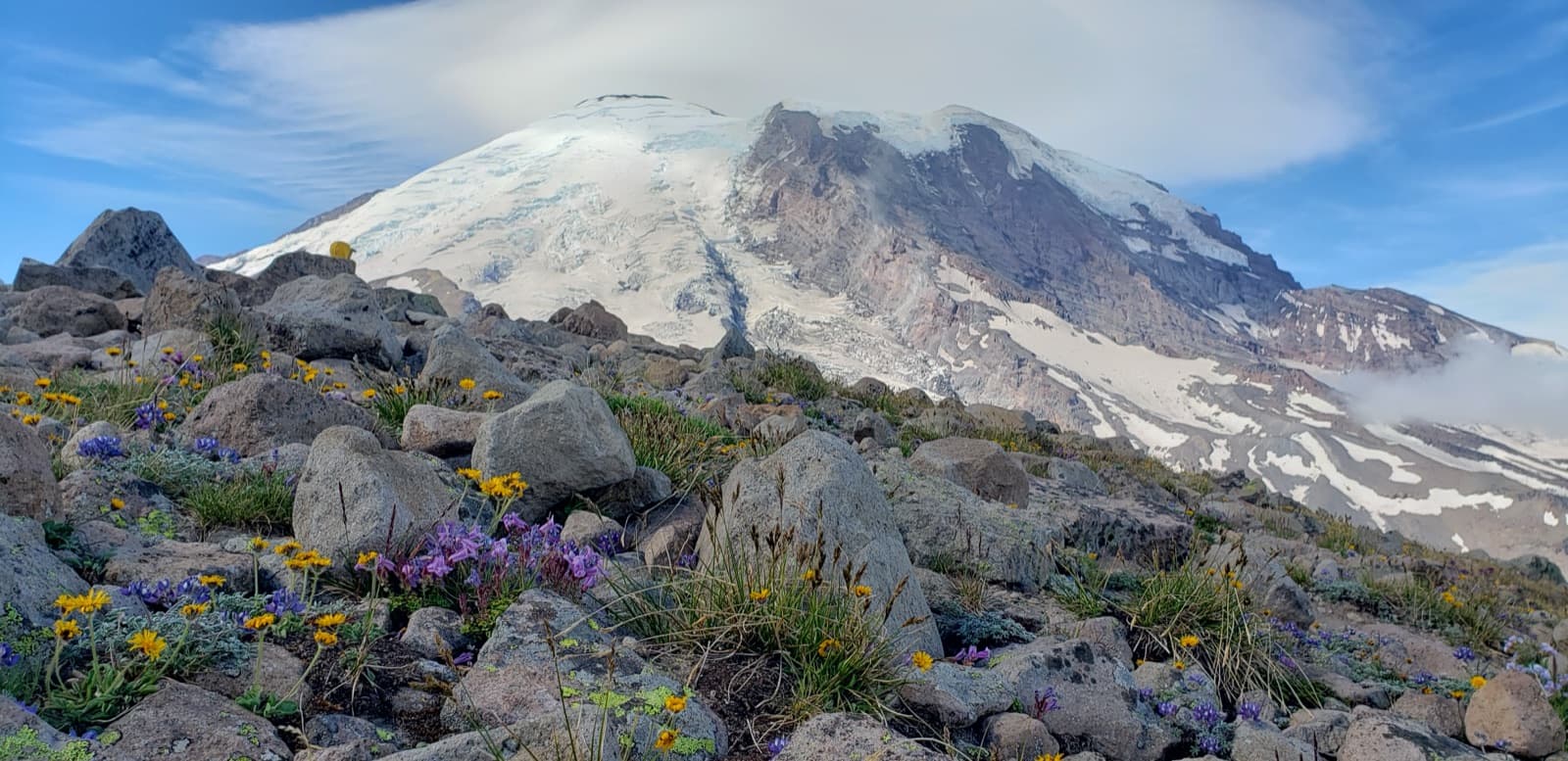 Yellow and purple wildflowers among rocks below the snow-covered mountain