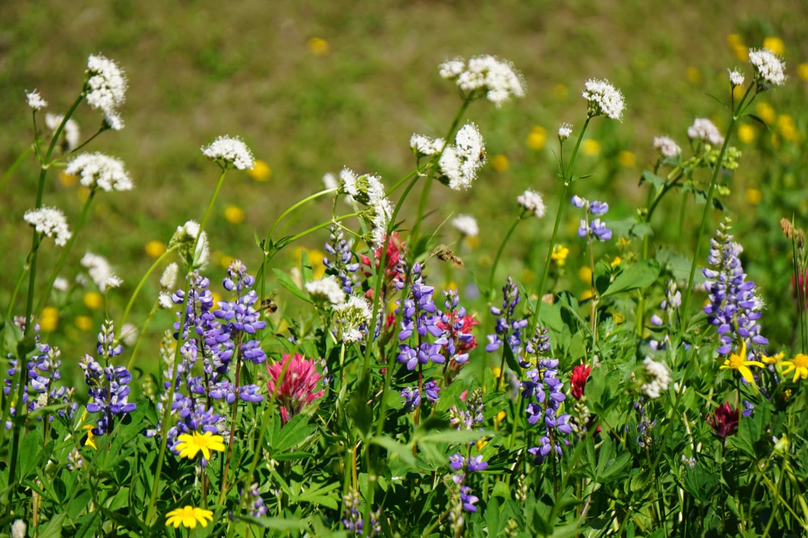 Closeup of wildflowers with tall yellow arrowleaf groundsel and deep blue lupine