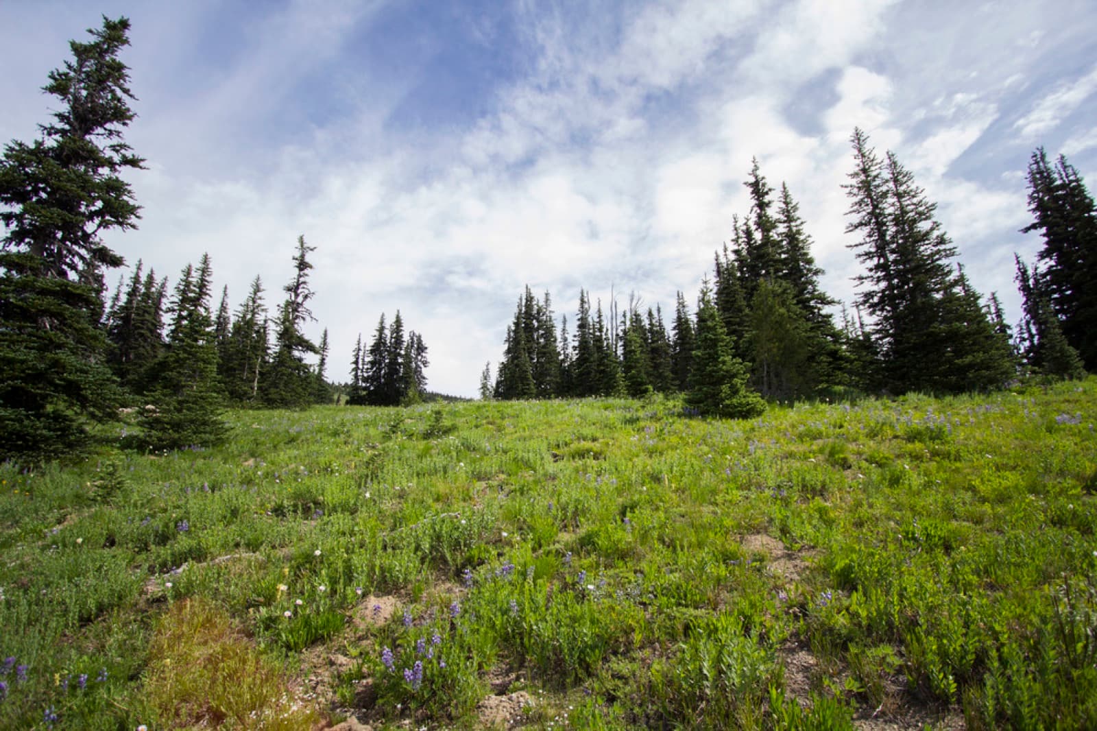 A meadow slope dotted with wildflowers and fir trees