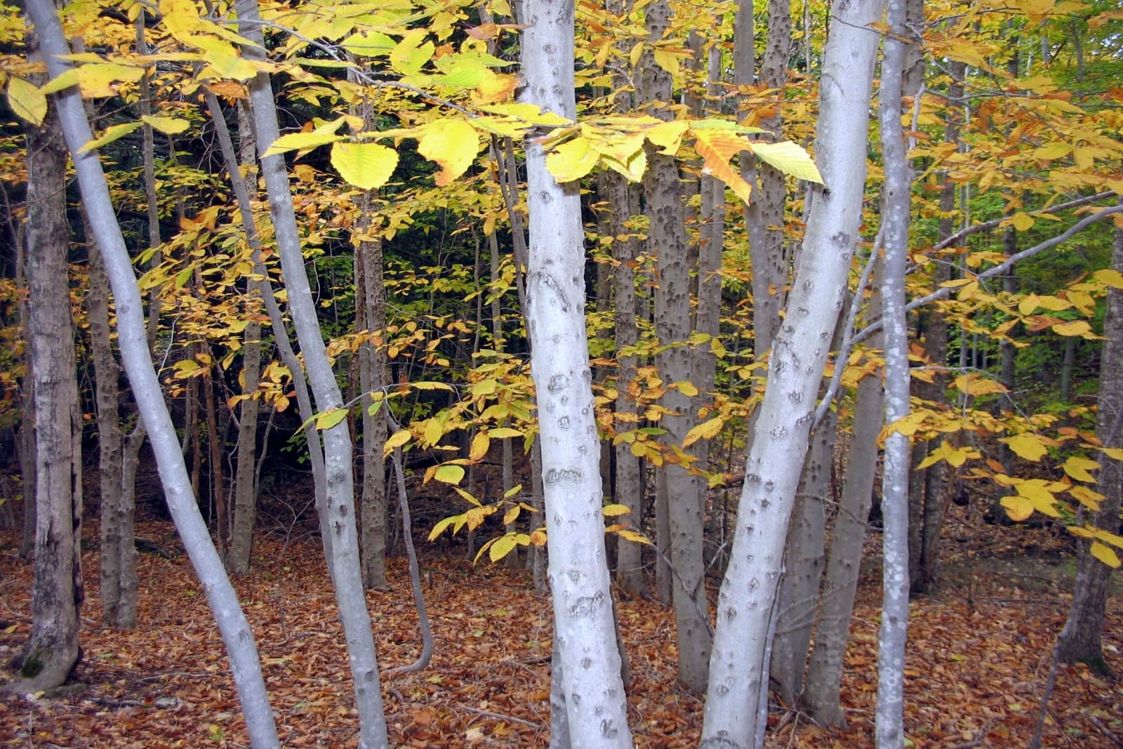 Pale tree trunks among bright yellow leaves over a leaf-covered forest floor