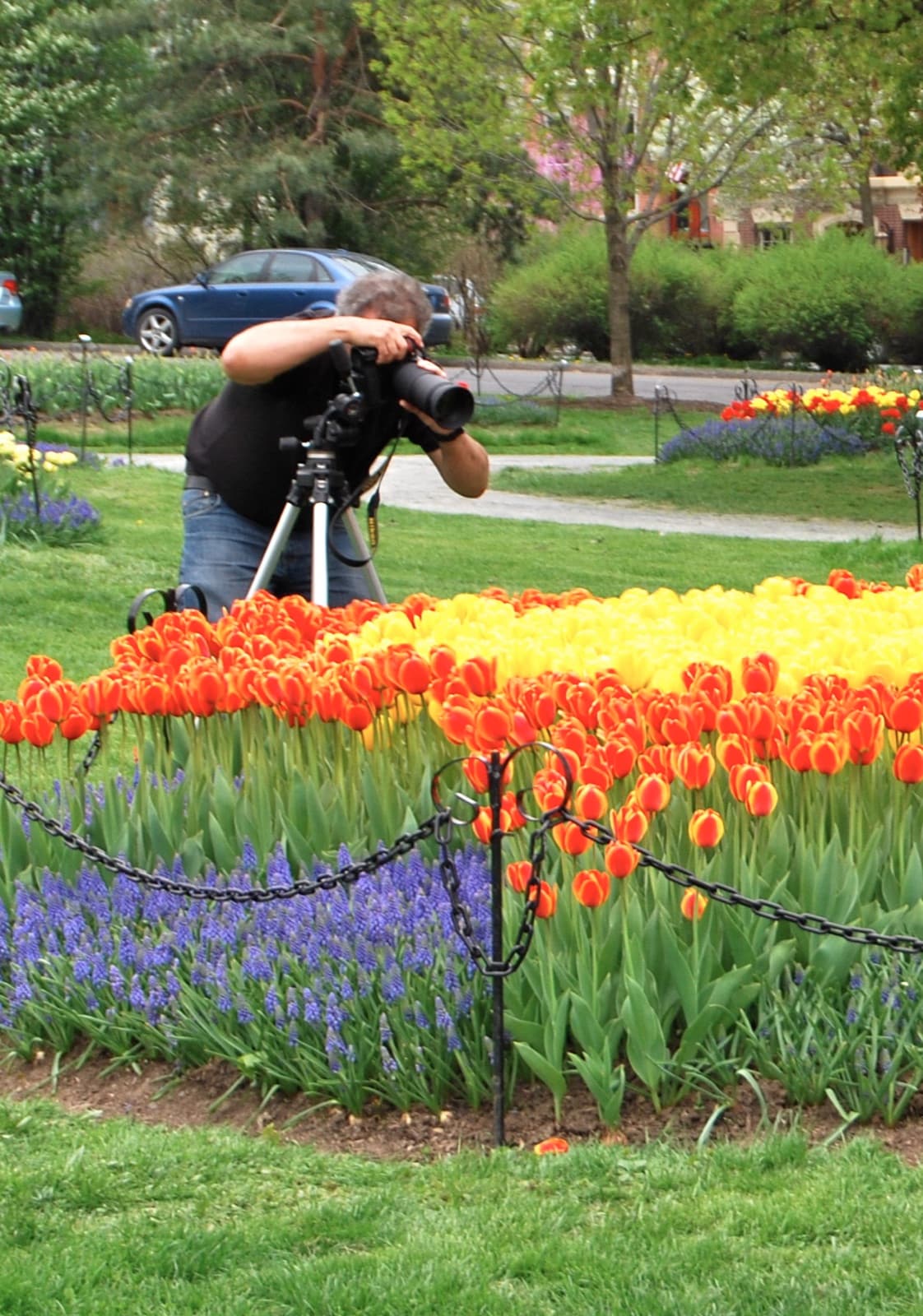 A photographer with a tripod behind a bed of orange and yellow tulips and blue grape hyacinths