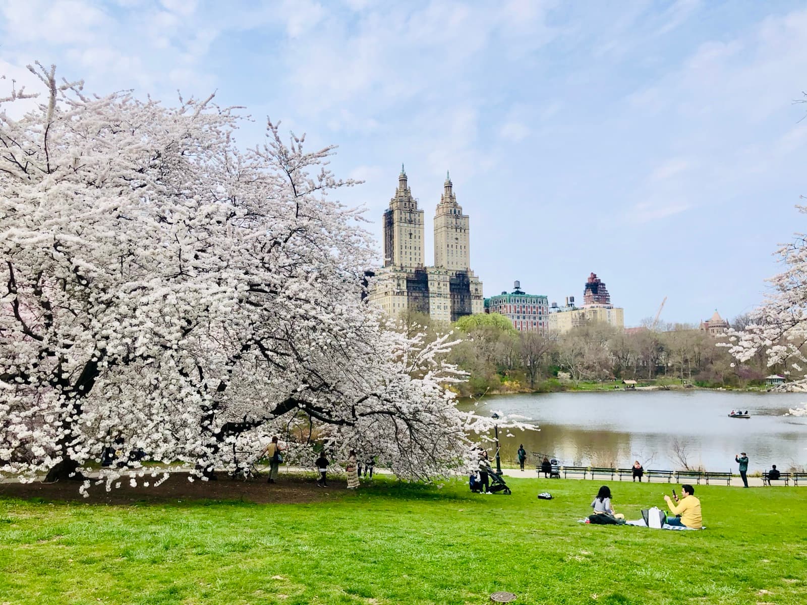 A large white-blossoming cherry tree on a lawn by a lake, with twin-towered buildings beyond