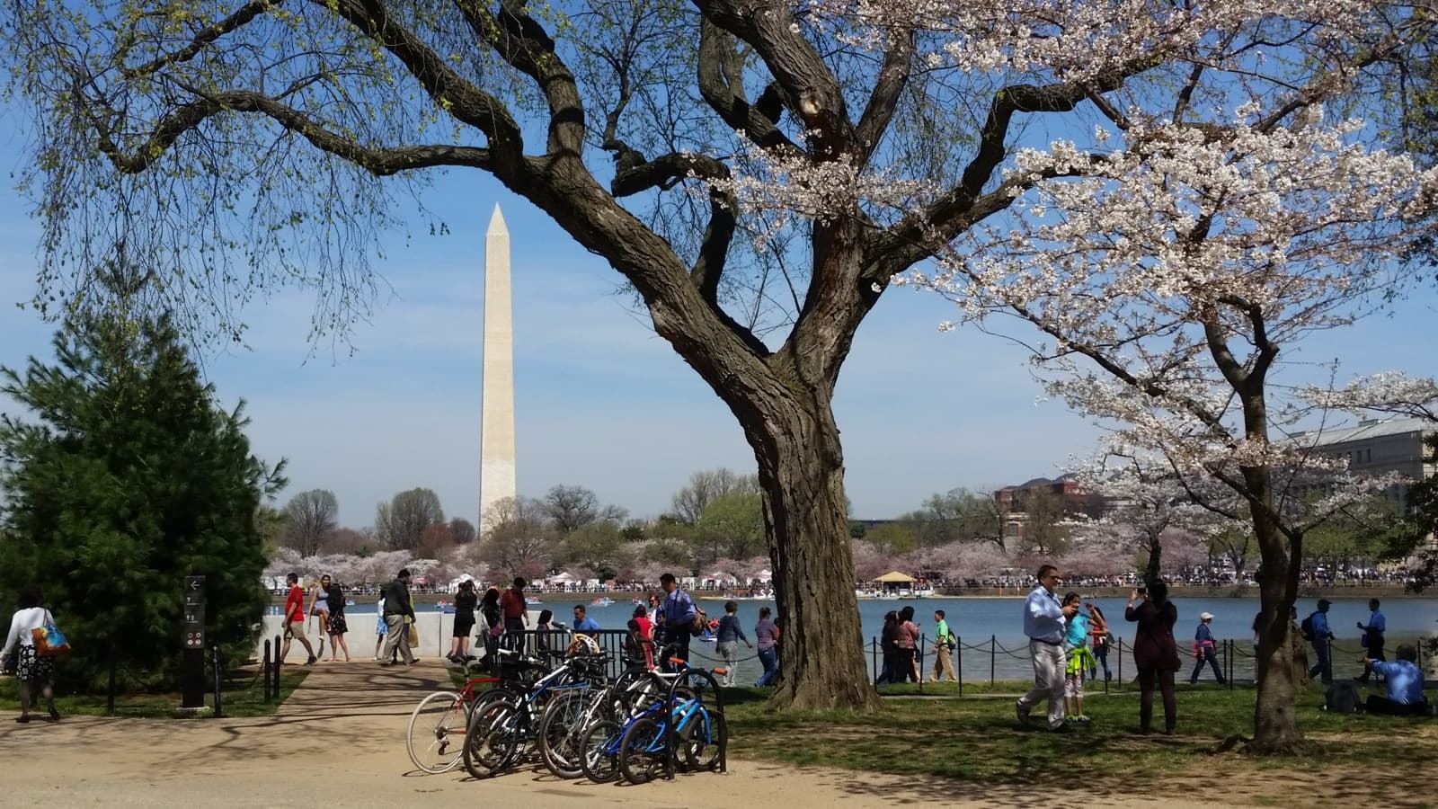 Visitors under blossoming cherry trees by the water, the Washington Monument behind