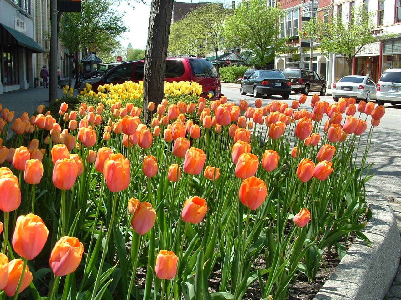 Orange and yellow tulips planted along a downtown street