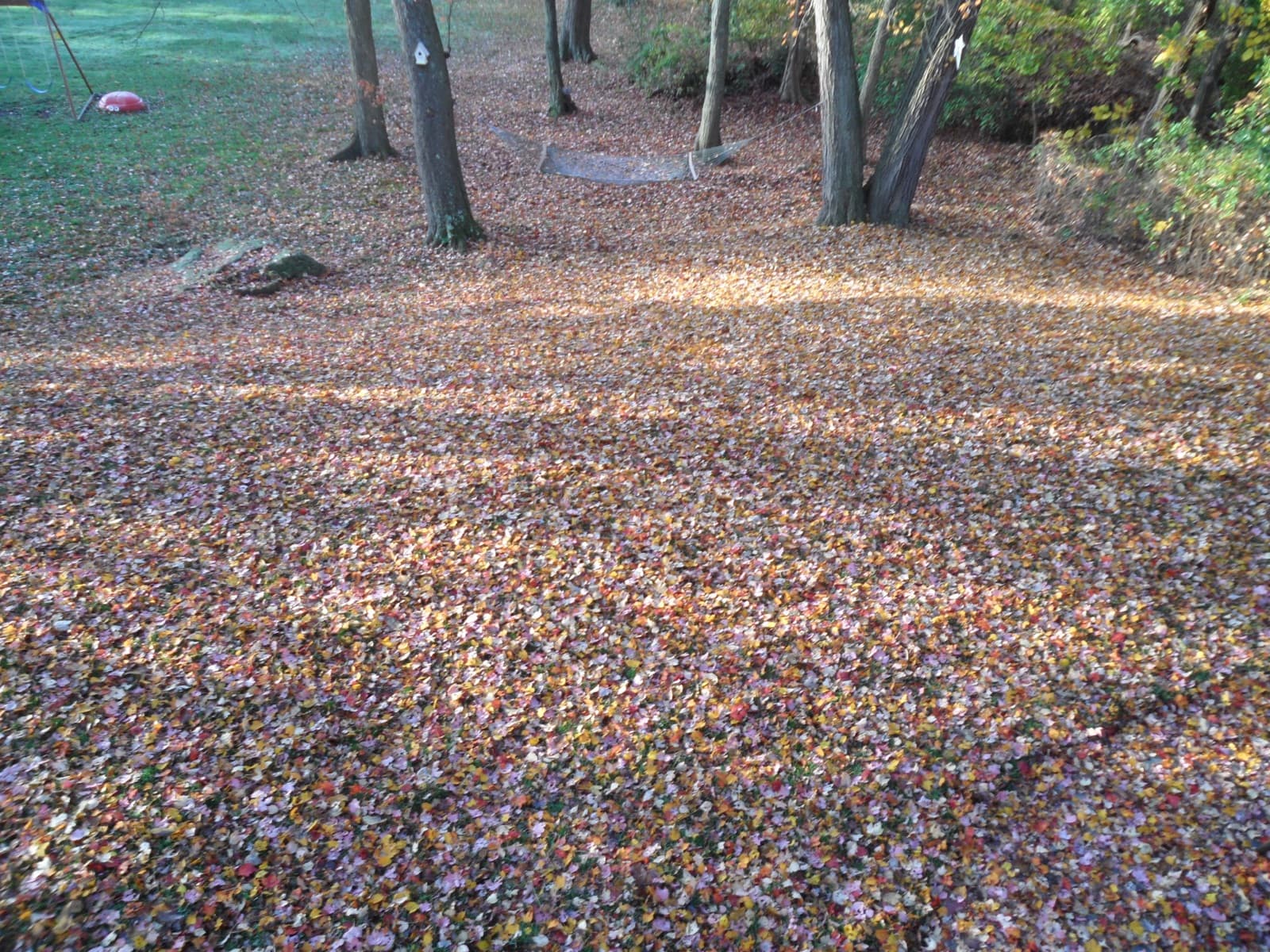 A yard thickly covered in brown and orange fallen leaves under trees