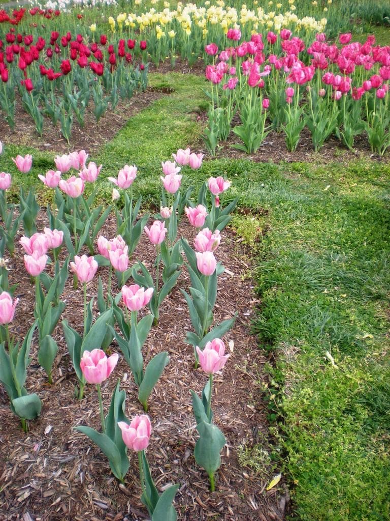 Rows of pink tulips in beds, with red and white tulips behind
