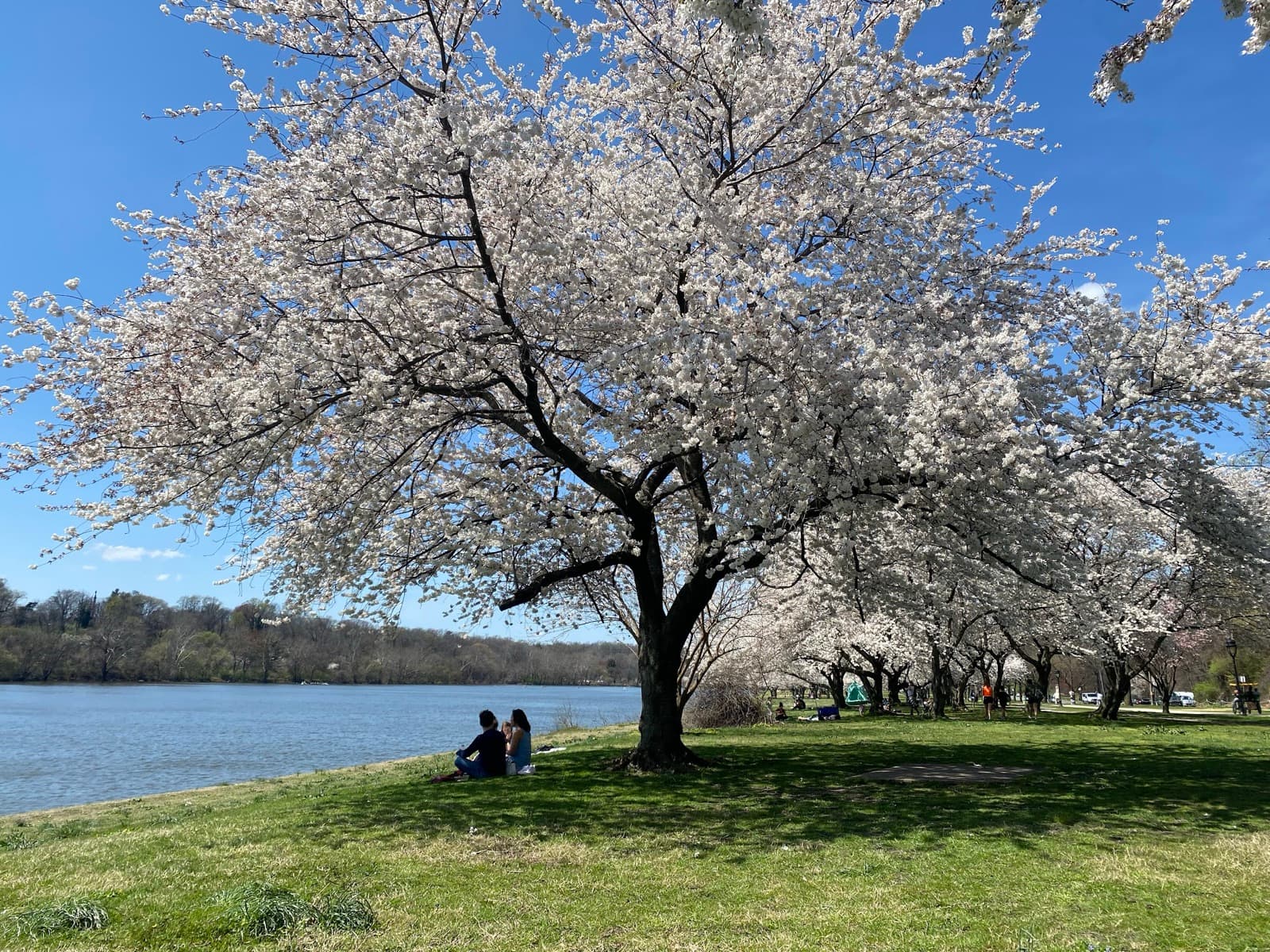 A white-blossoming cherry tree on a riverbank with people sitting beneath it