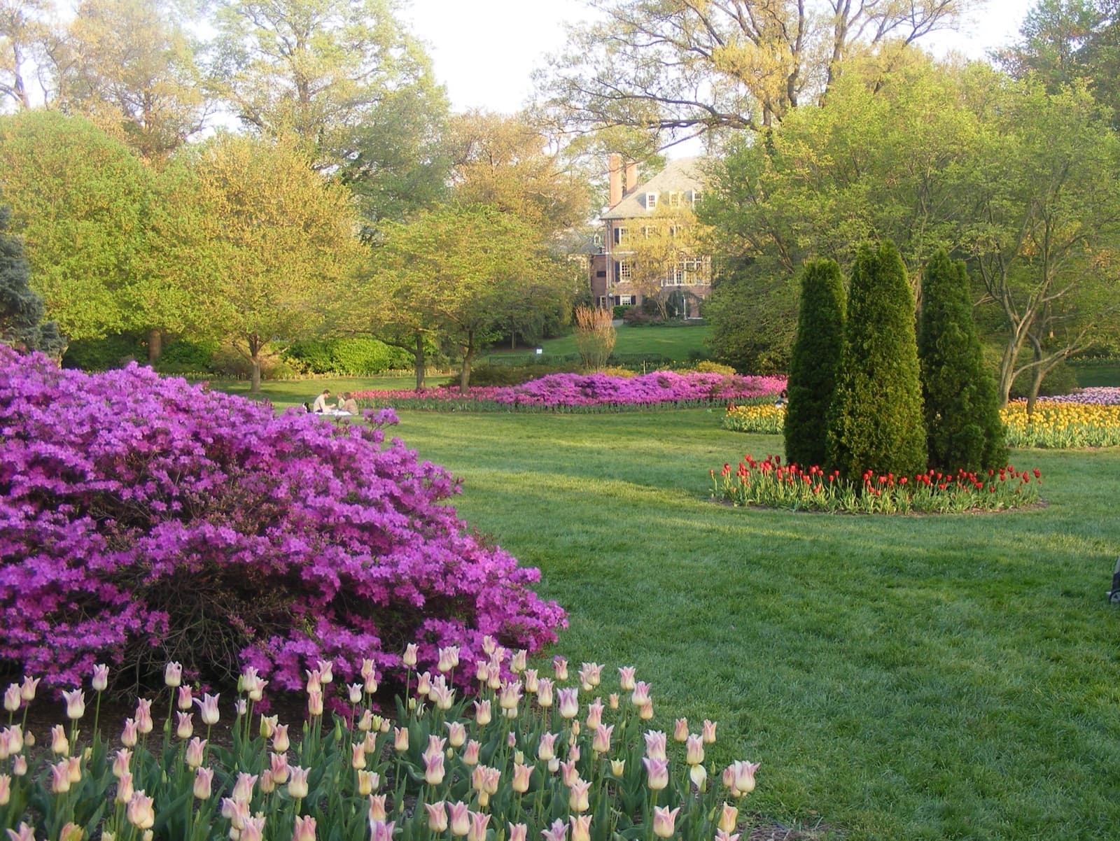 Beds of tulips and bright purple azaleas on a wide lawn with trees and a house behind