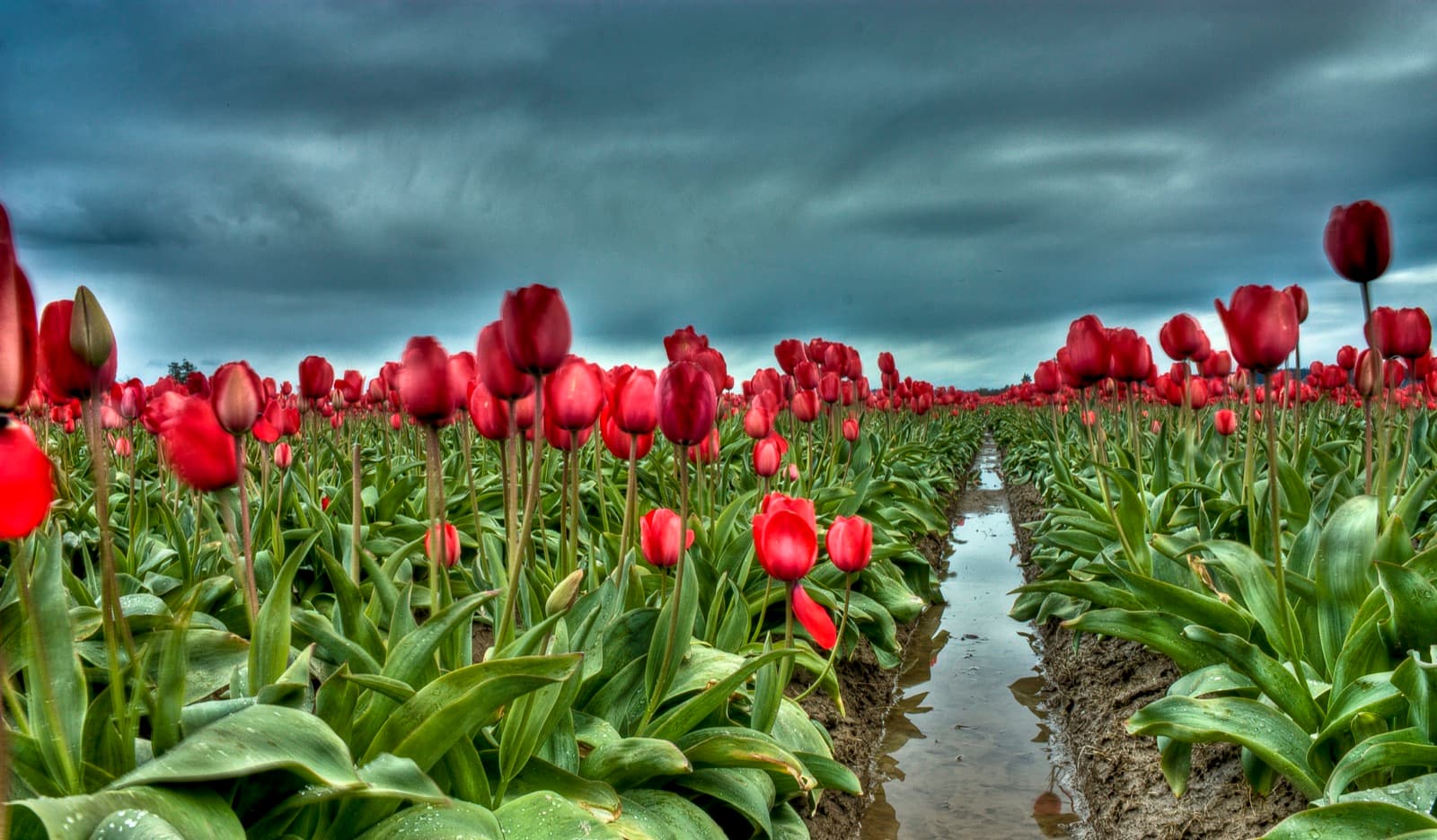 Rows of red tulips under dark clouds, with rainwater between the rows