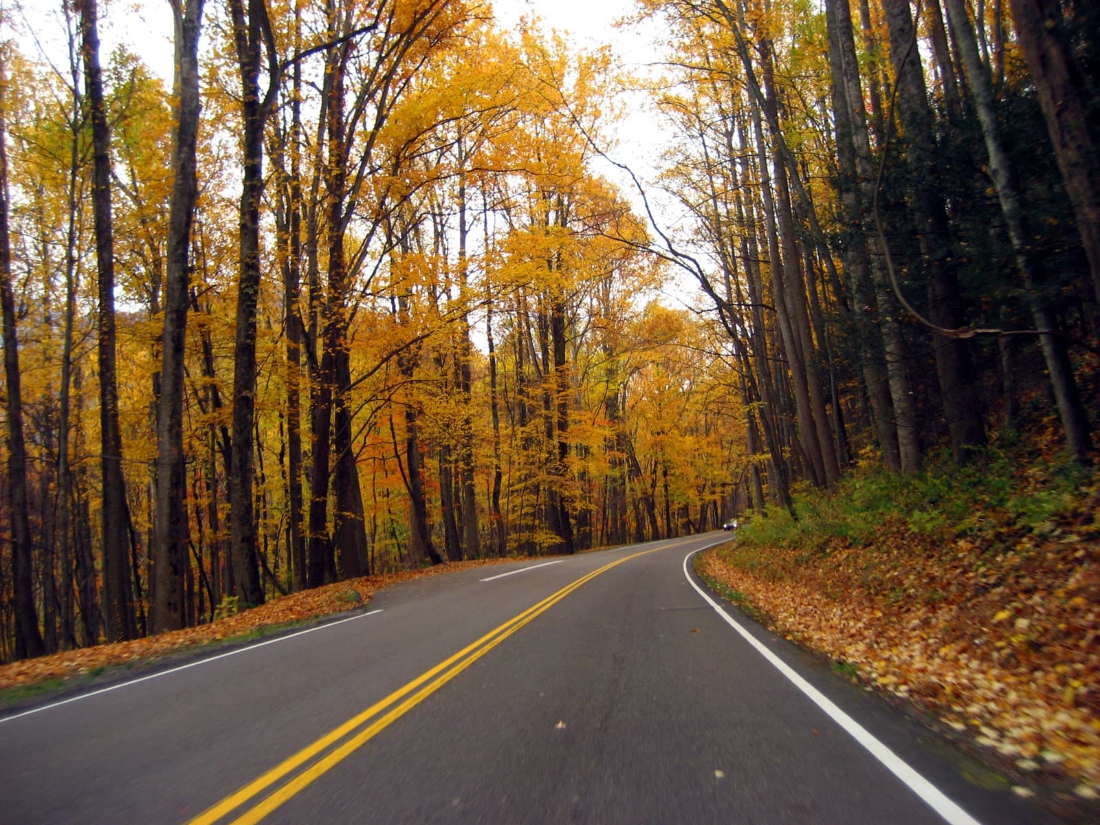 A curving road under tall trees with golden yellow leaves