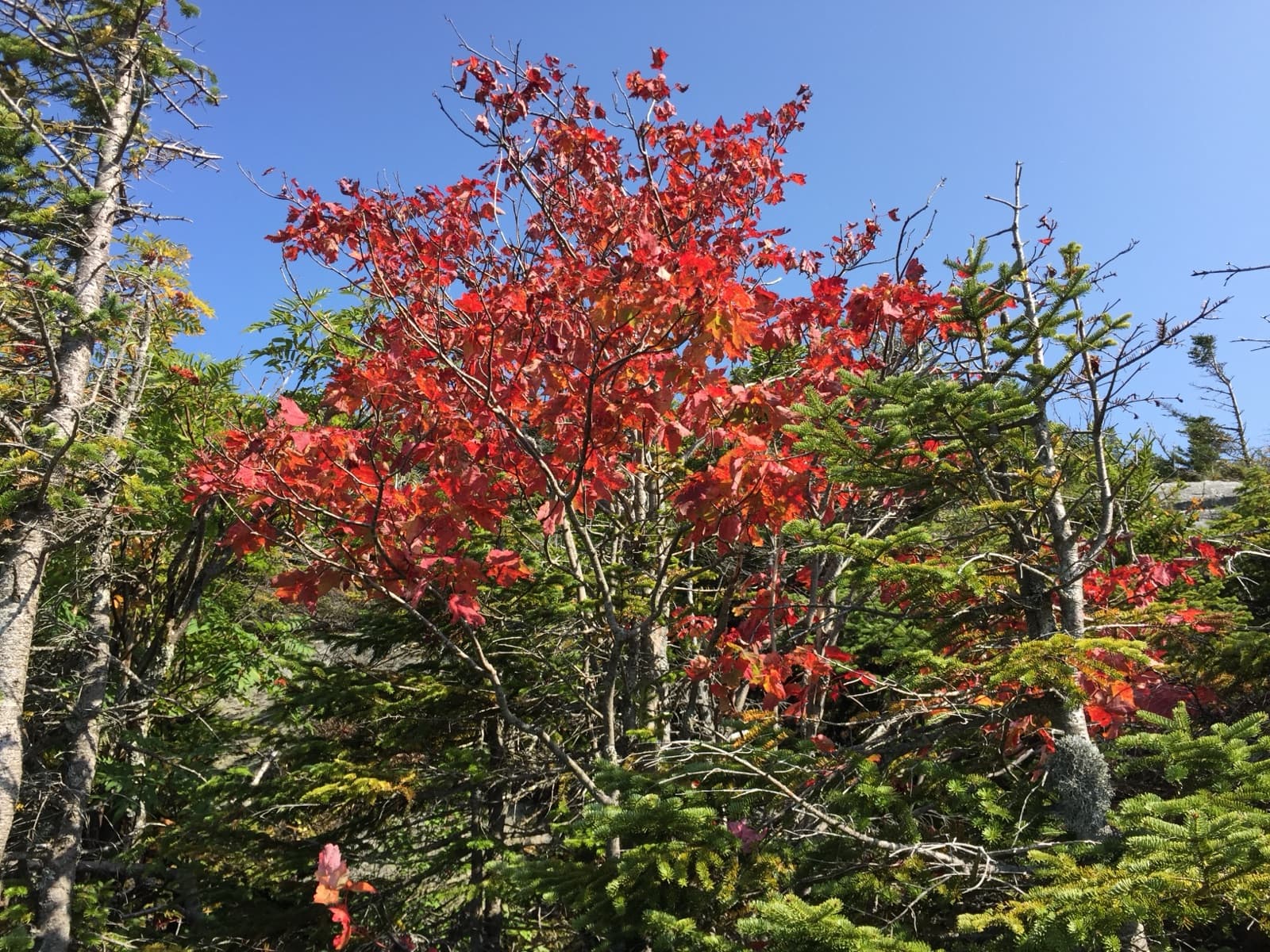A red maple among evergreens under a blue sky