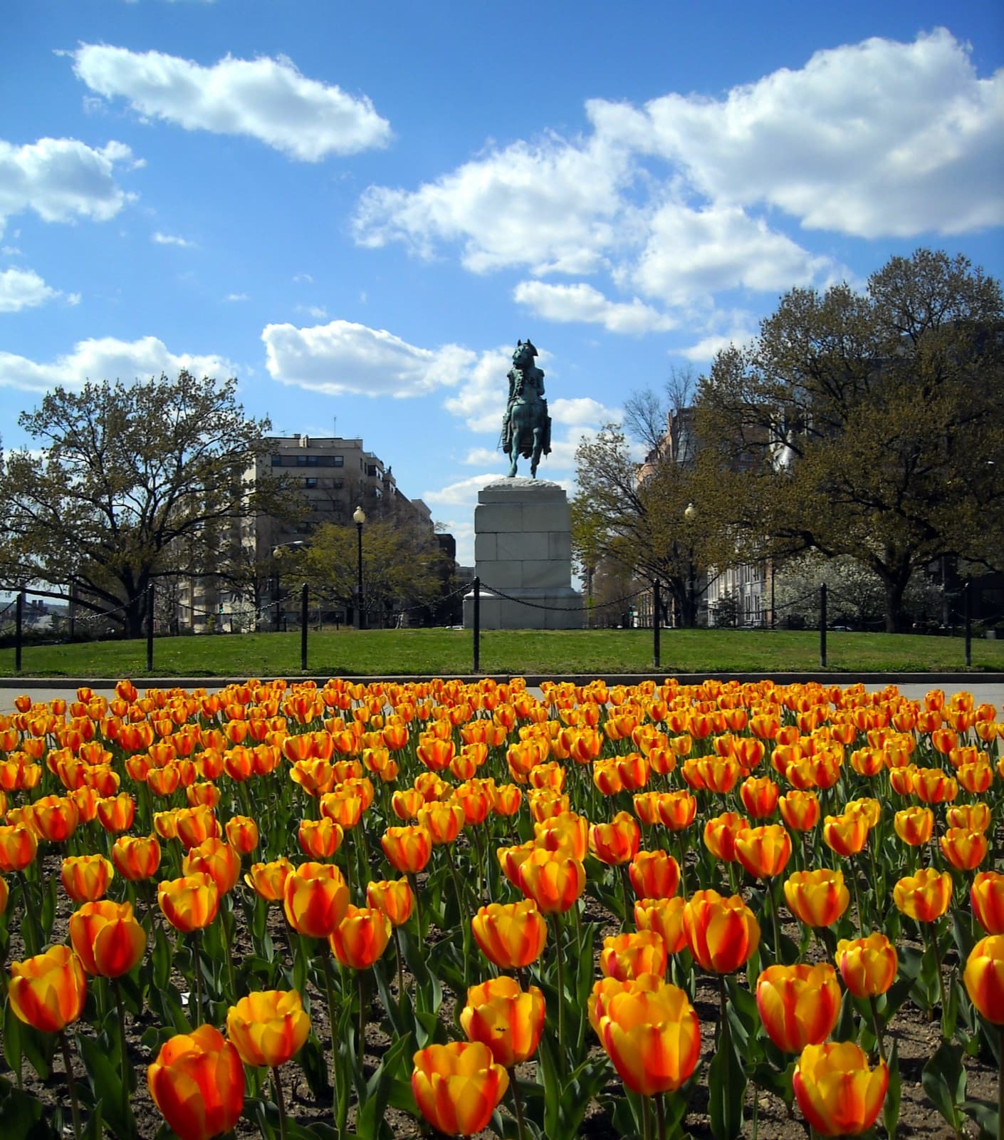 A bed of orange tulips in front of an equestrian statue on a pedestal