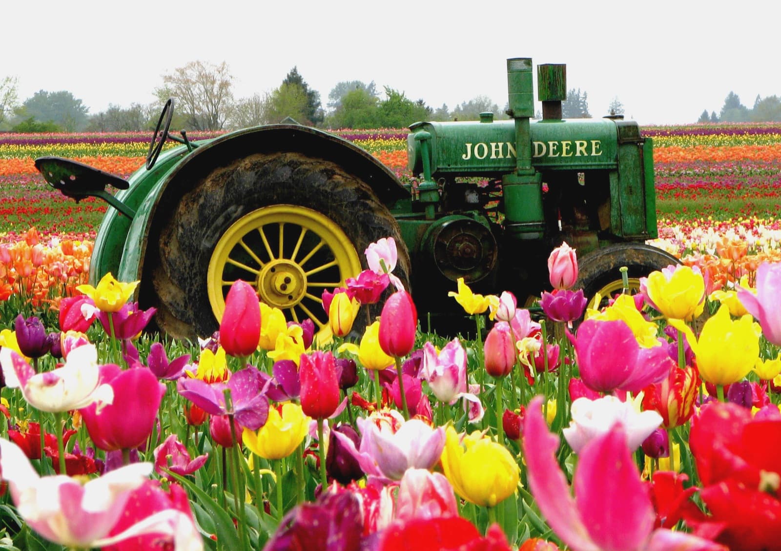 Pink, yellow and red tulips in front of an old green tractor in a tulip field