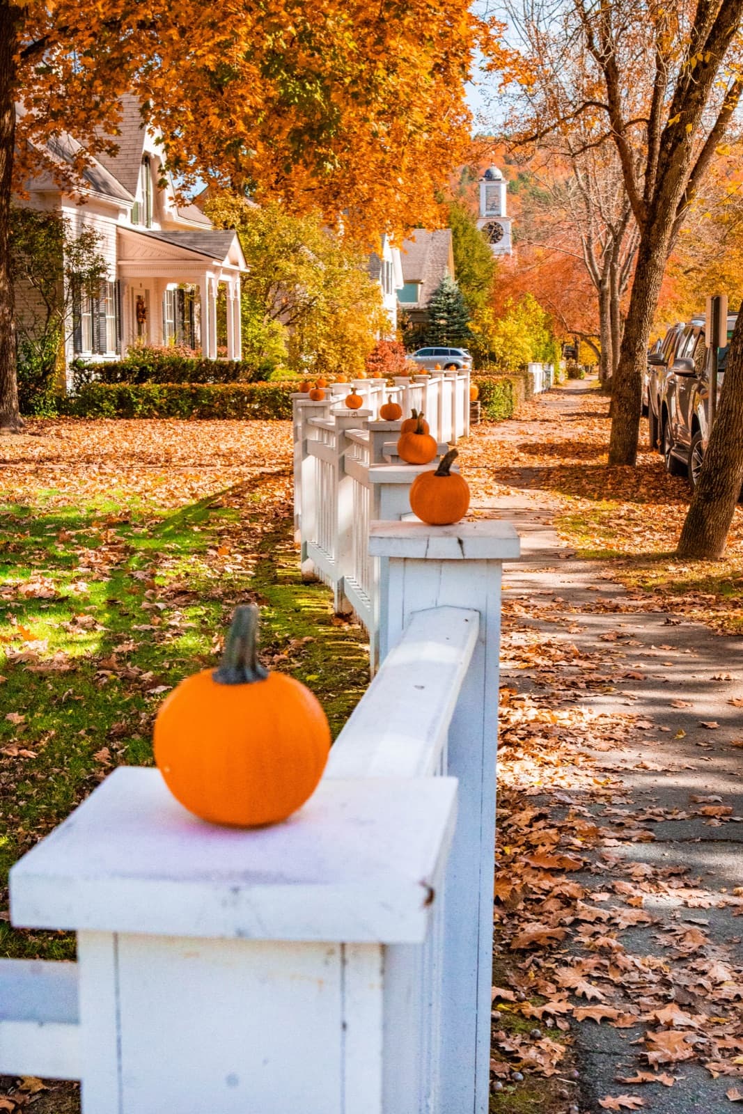 Pumpkins on a white fence along a sidewalk under orange trees
