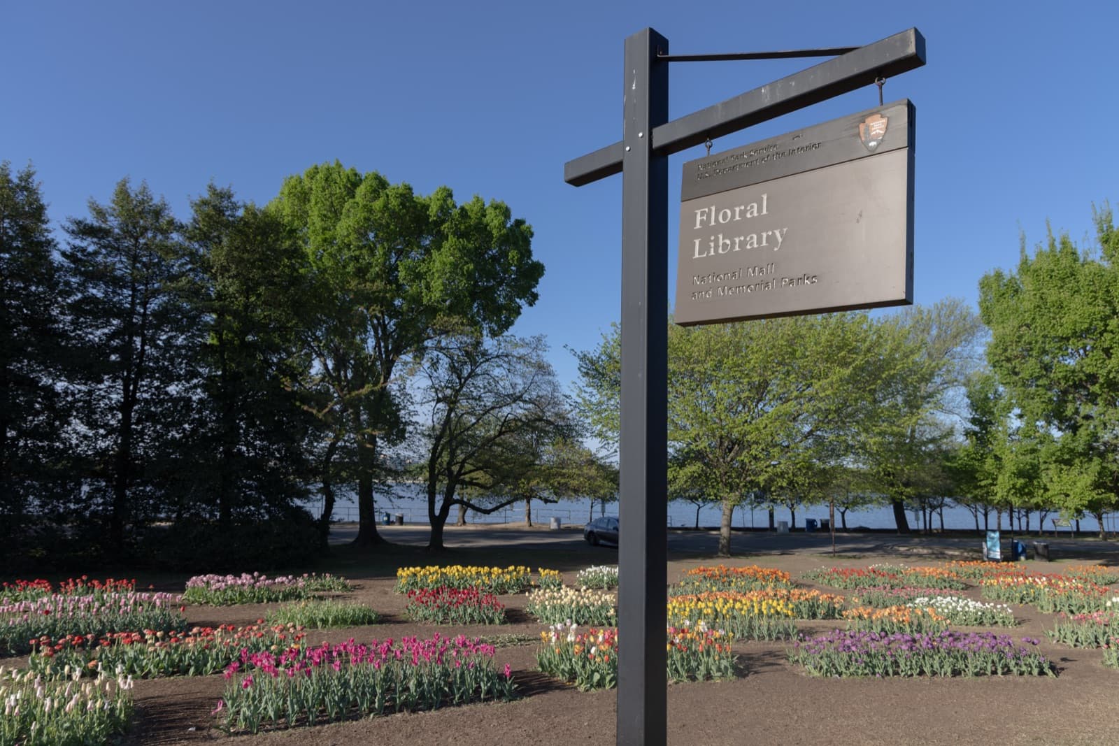 Rows of tulip beds in many colors behind a sign reading Floral Library, trees and water beyond