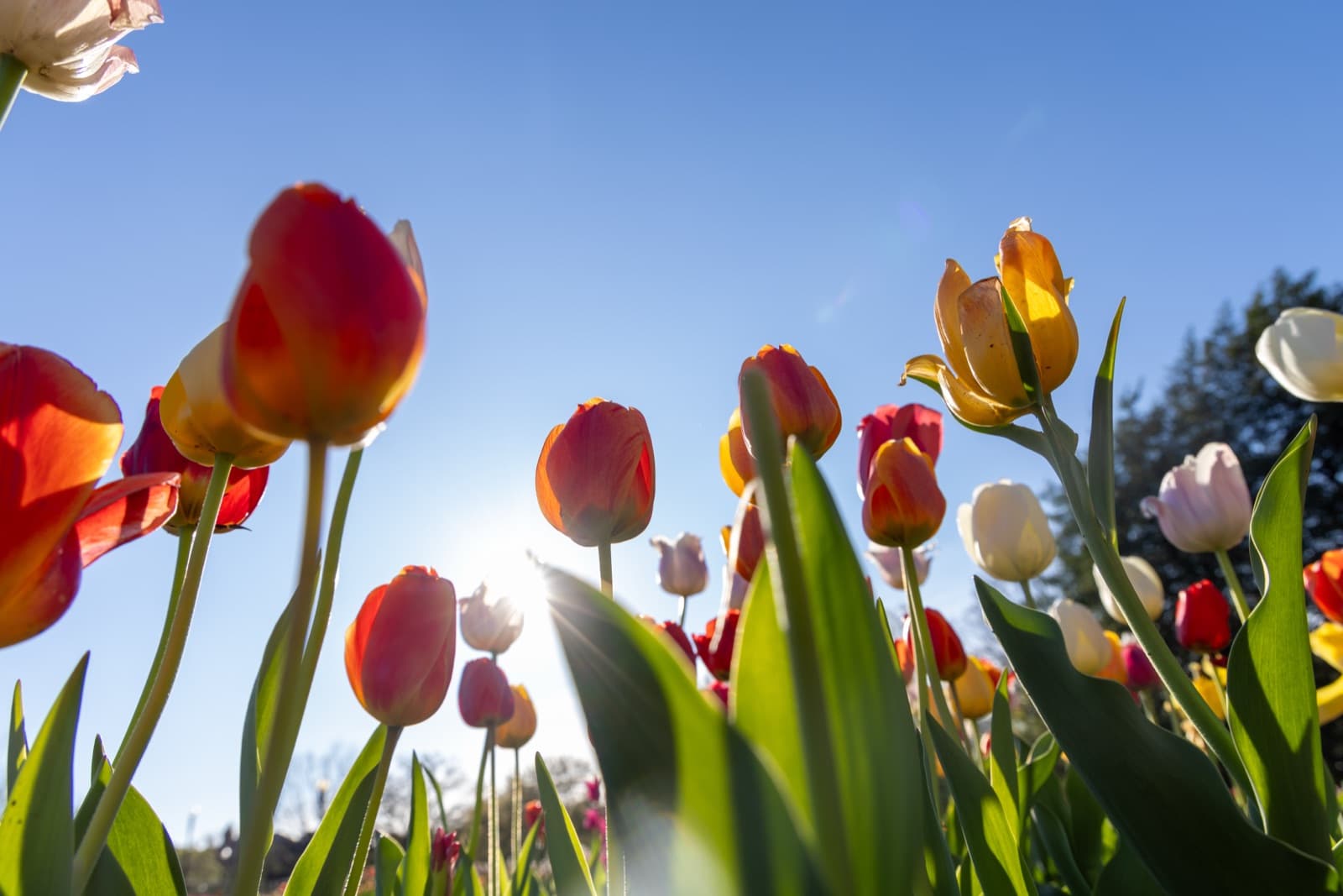 Red, orange and white tulips seen from below against a blue sky