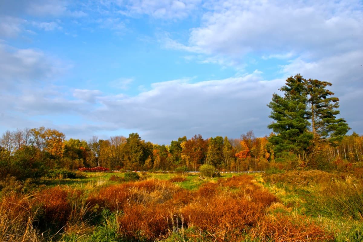 Russet grassland in front of a line of trees in fall color and a tall pine, under a blue sky