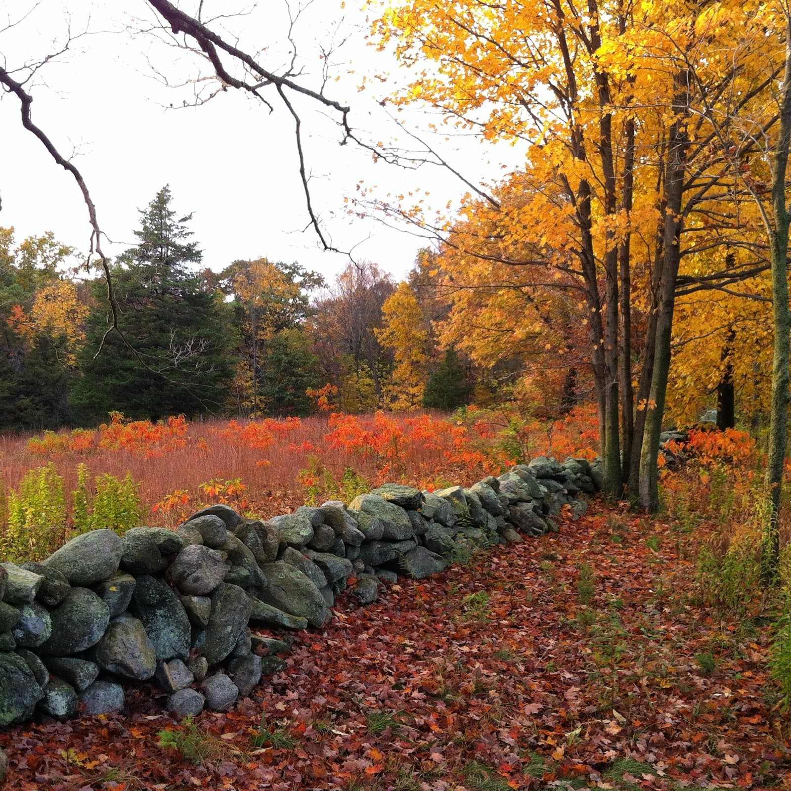 An old stone wall under yellow and orange trees, with a red-brown meadow and fallen leaves