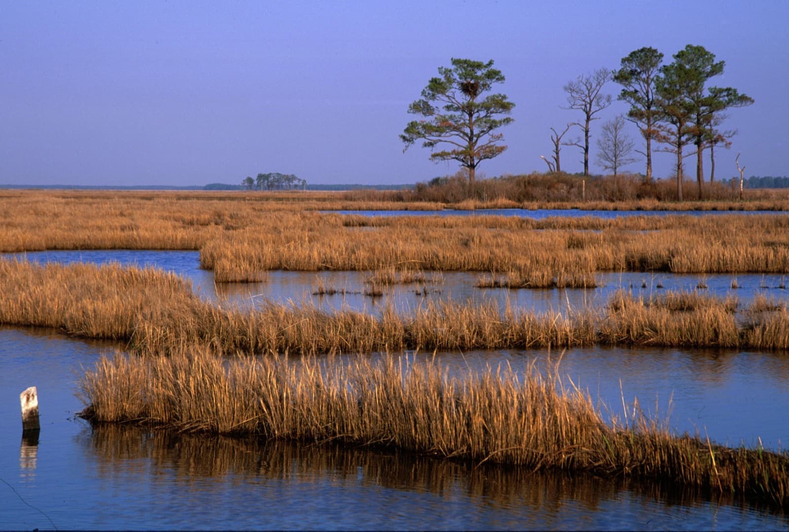 Channels of blue water between golden marsh grass, with a few pines on the horizon