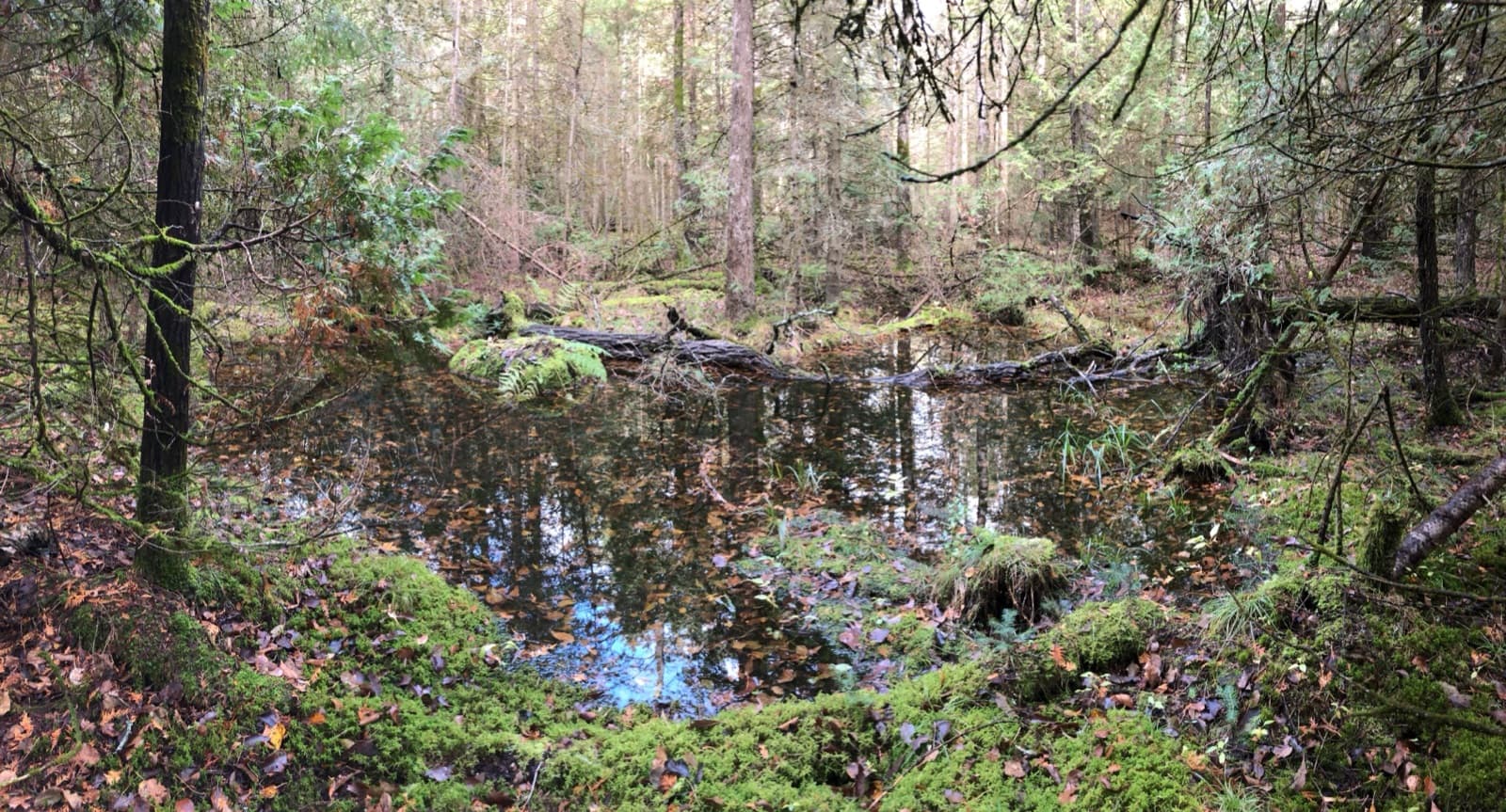 A dark woodland pool among mossy ground, fallen logs and conifers