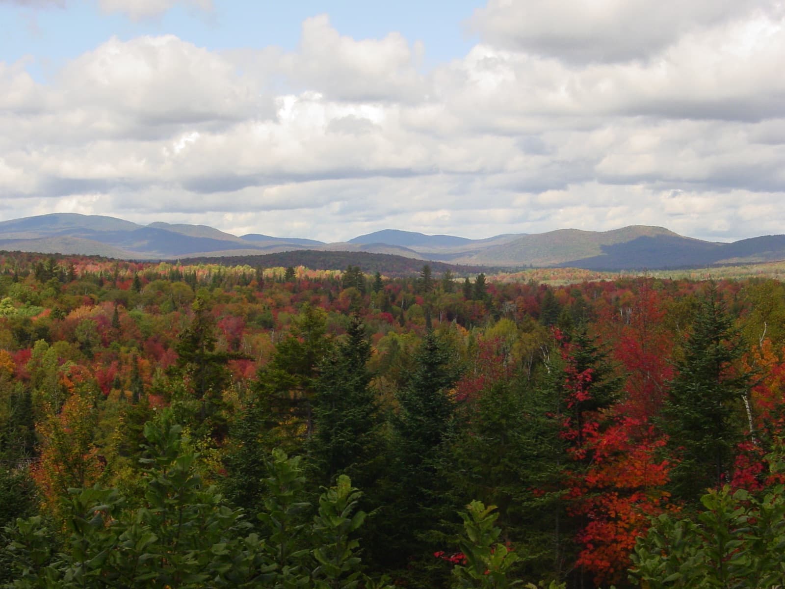 Aerial view of forest in fall color in northern Vermont