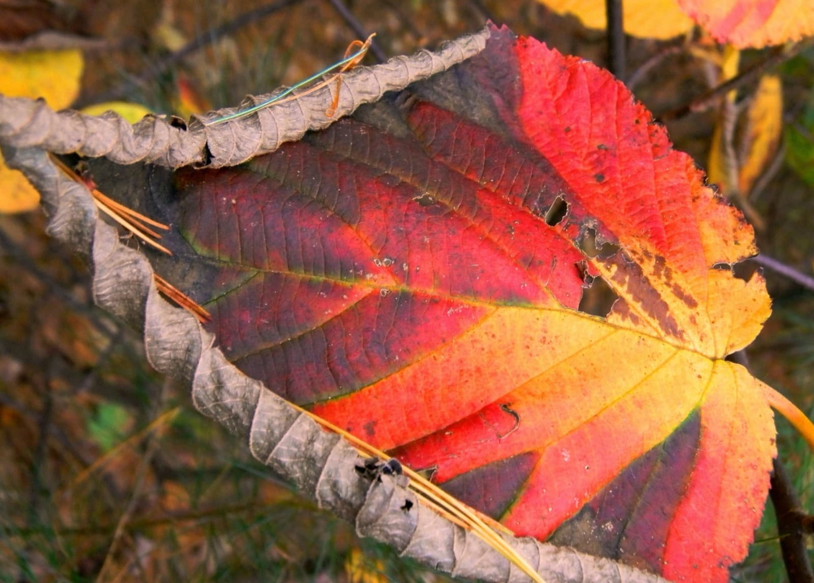 A bright red and gold leaf in fall