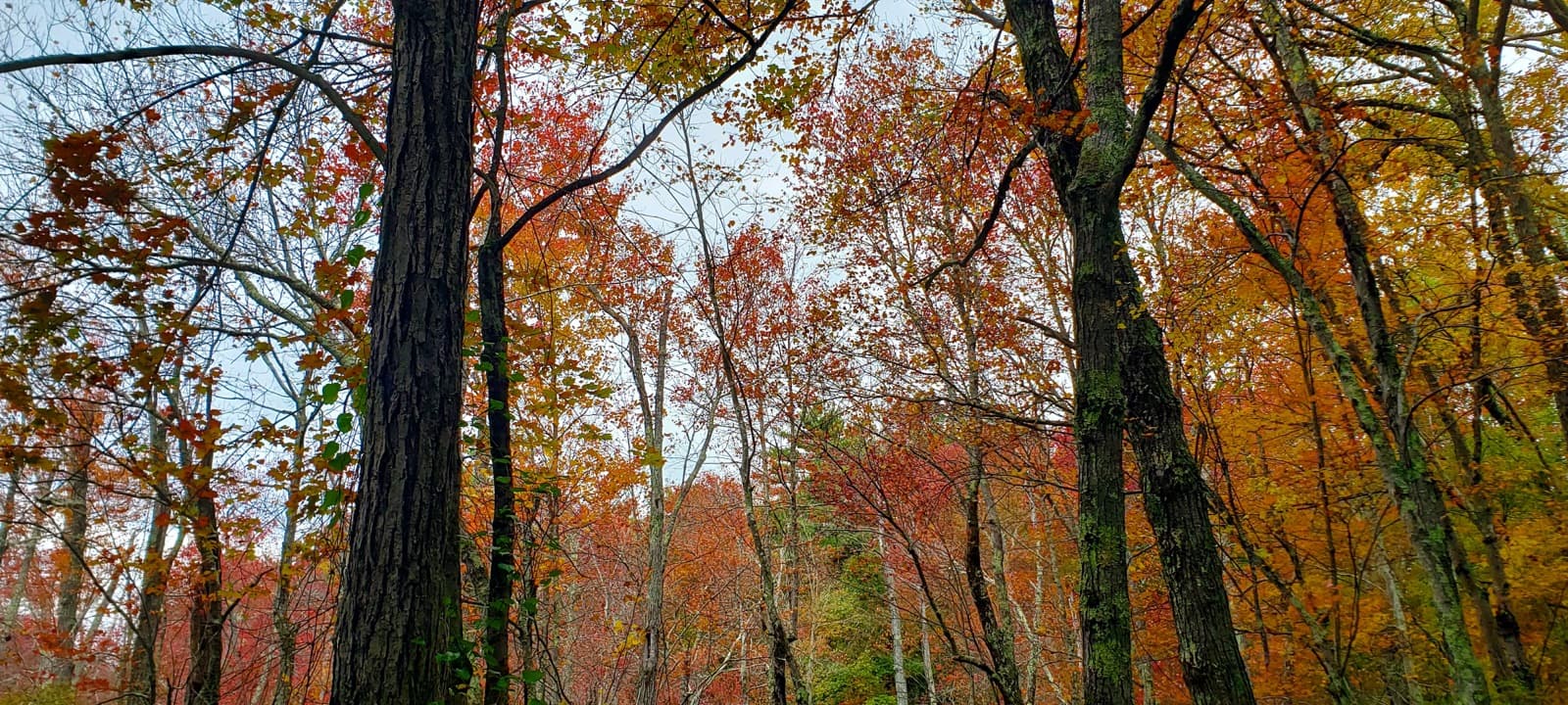 Deciduous trees in fall color
