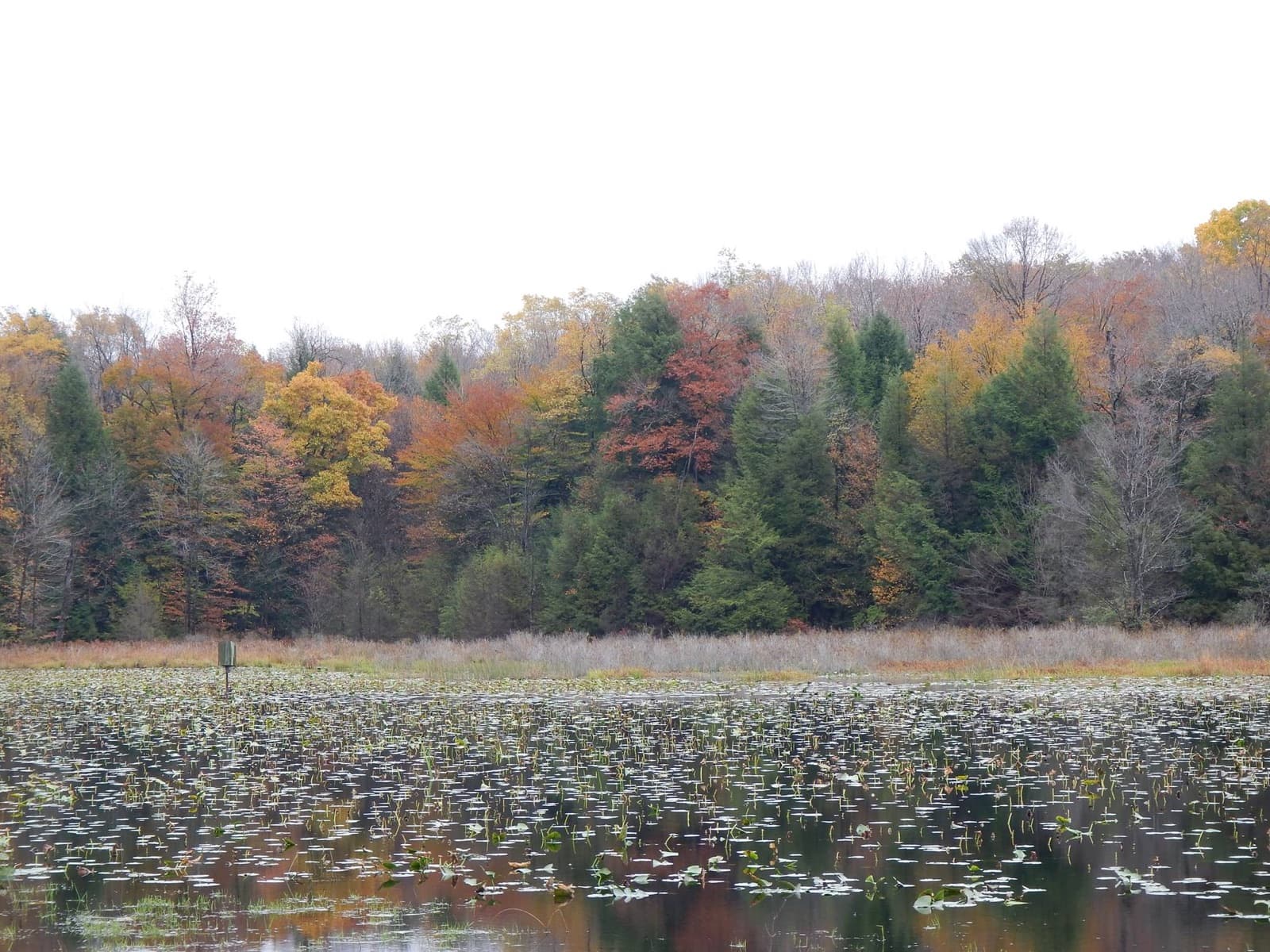 A pond with lily pads in front of a forest in fall color