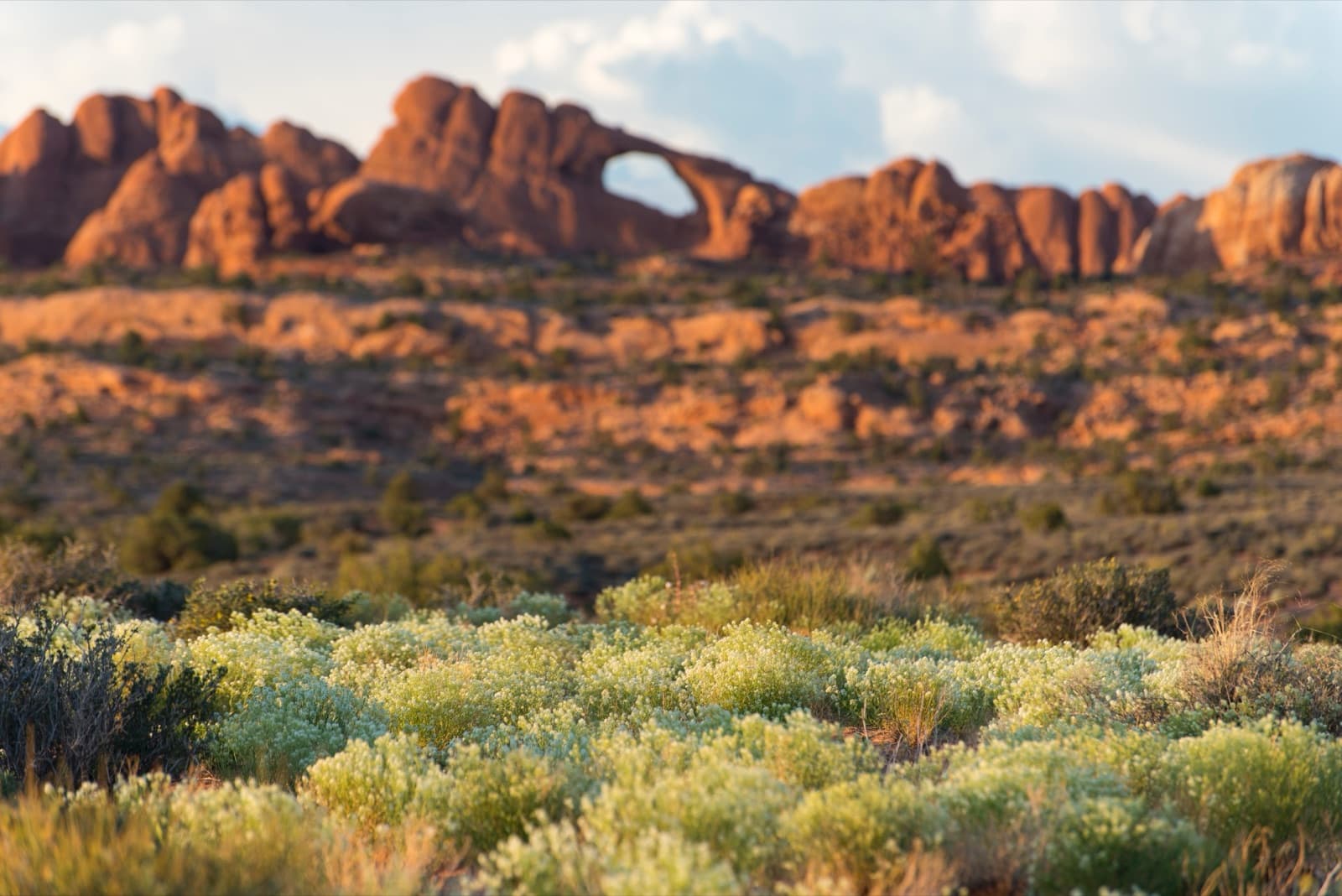 White-tipped plants in the foreground with a distant, angled sandstone arch