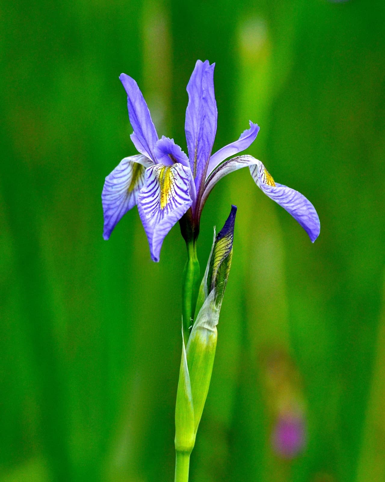 Blue wild irises in bloom at Bandelier National Monument