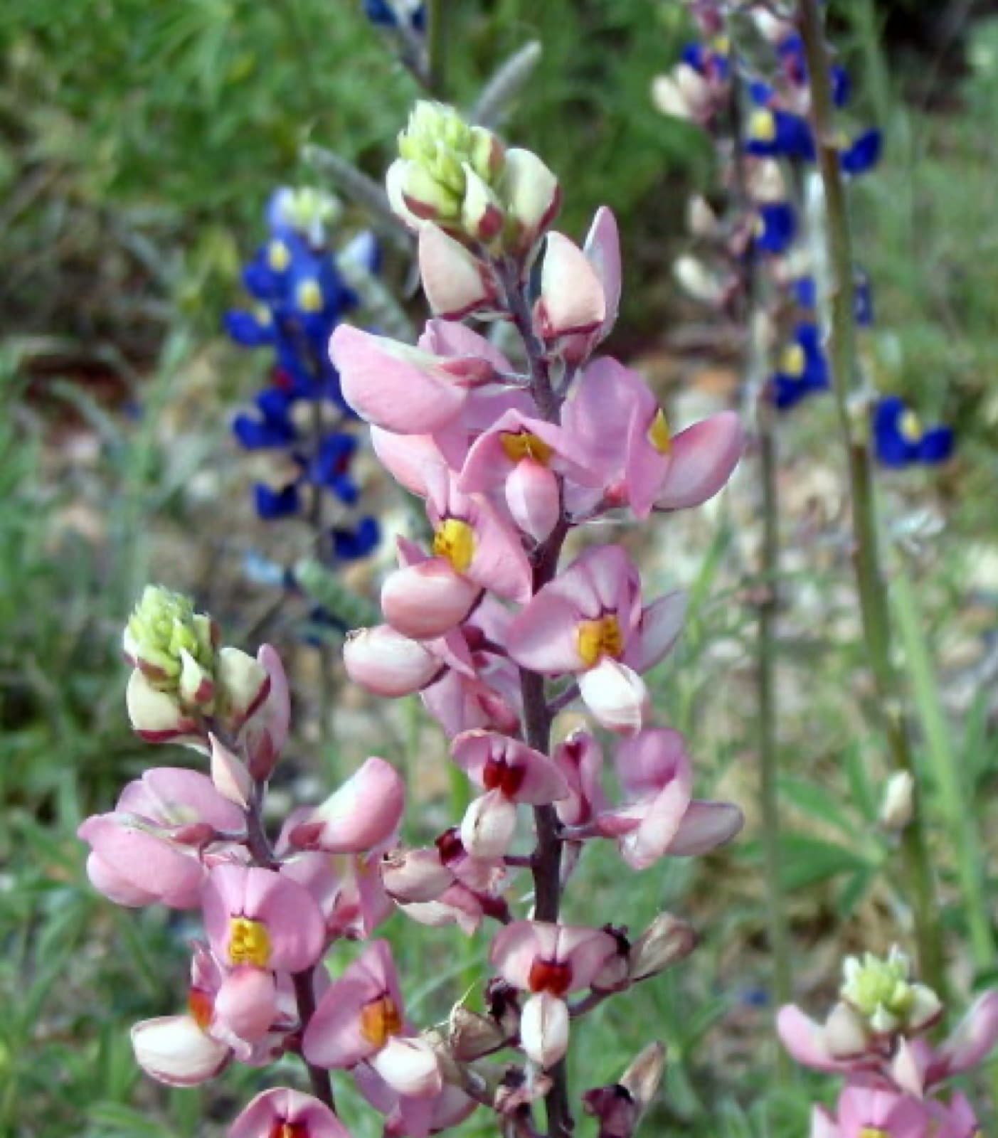 Pink bluebonnet flowers in Big Bend National Park