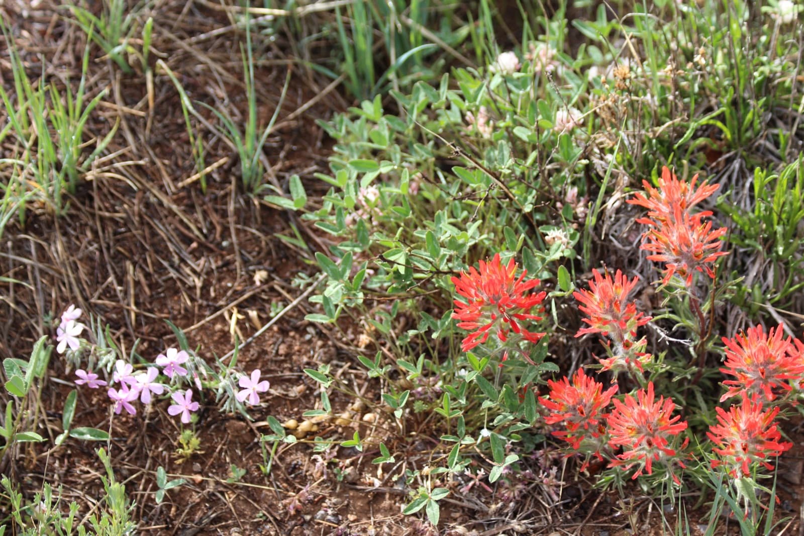 Red paintbrush flowers beside low pink phlox blossoms