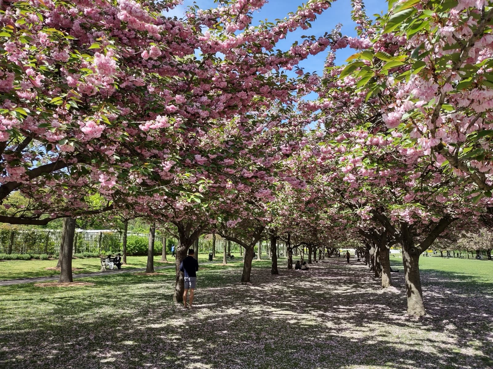 Cherry trees in flower on the Cherry Esplanade at Brooklyn Botanic Garden