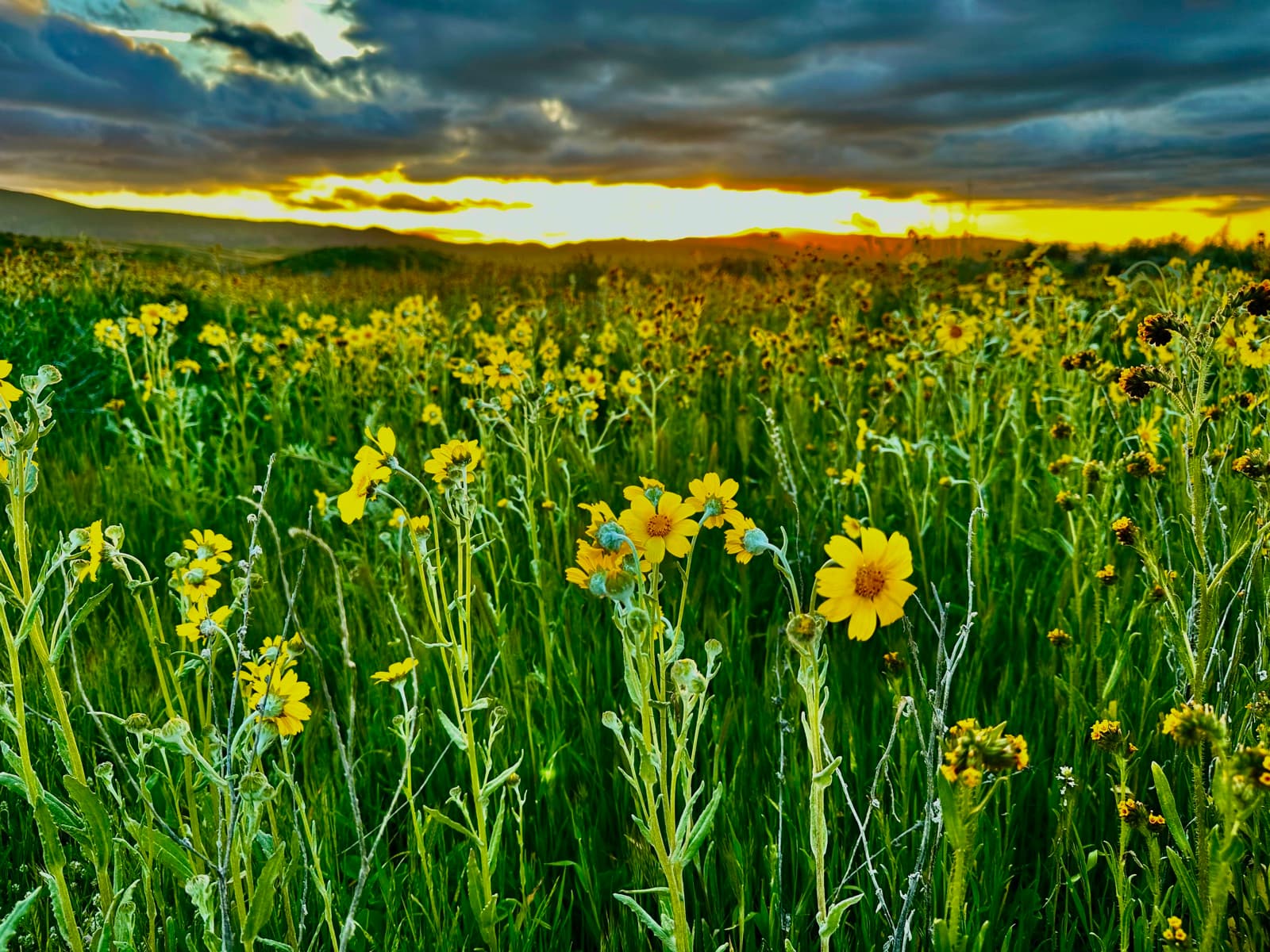 Yellow wildflowers among green grass on the Carrizo Plain