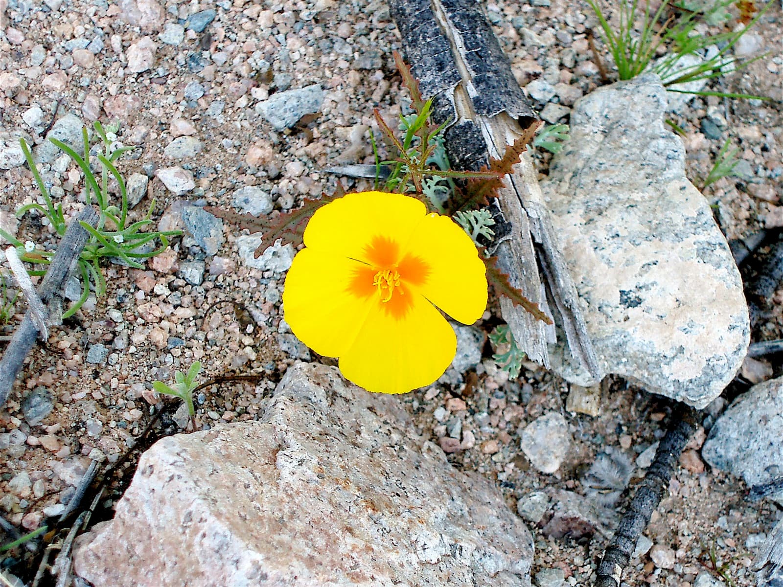 A yellow desert poppy flower among desert plants
