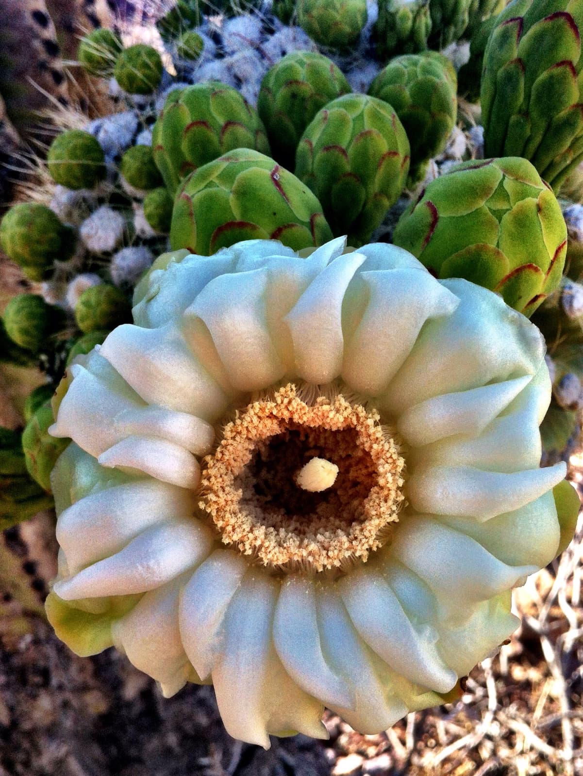 A white saguaro blossom on the arm of a saguaro cactus