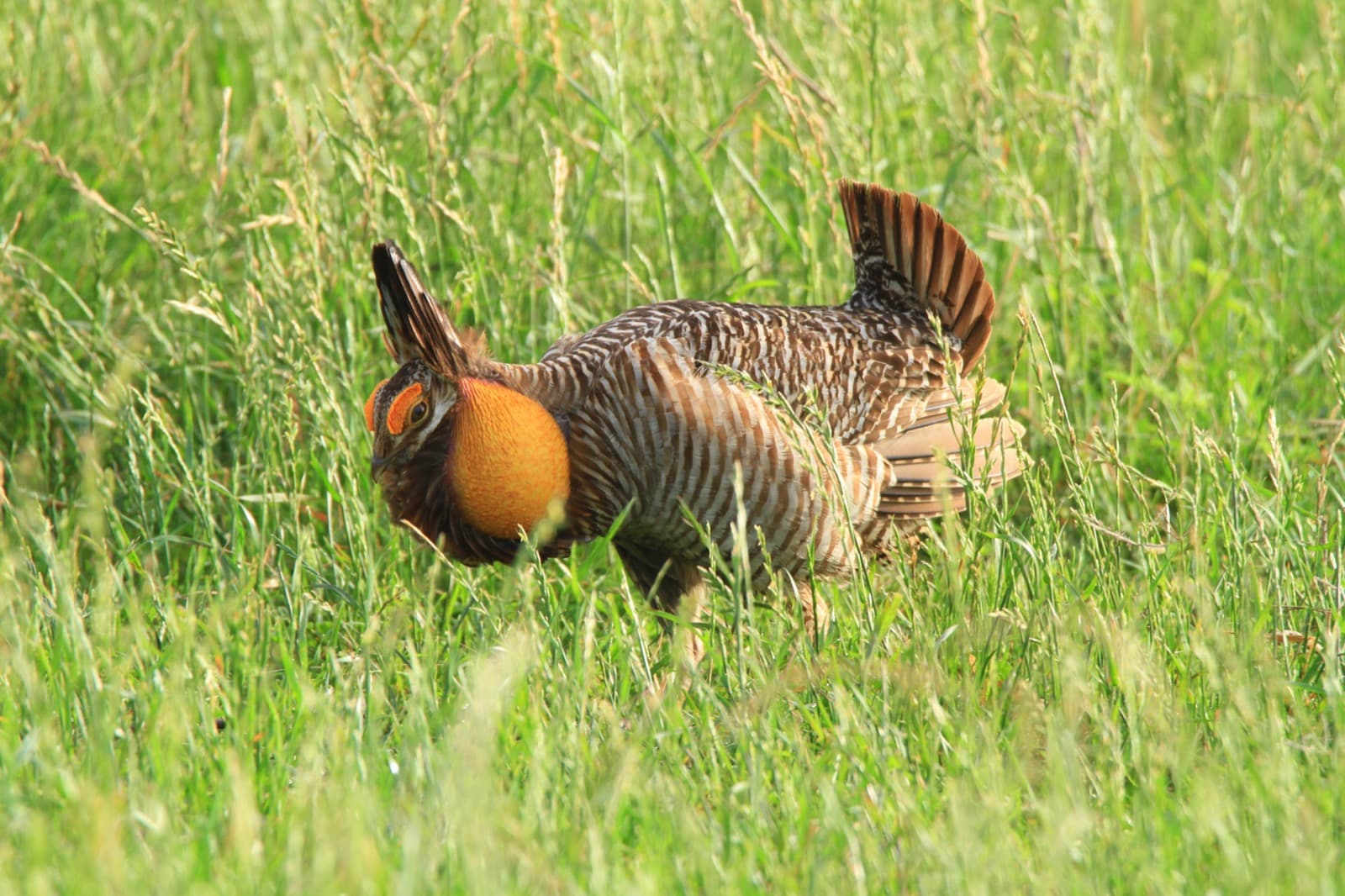A brown-and-white barred prairie-chicken with its orange neck sac inflated and head feathers raised, standing in green grass