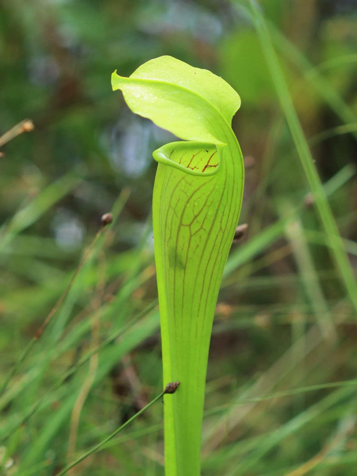 Close-up of a single tall, pale green pitcher plant tube with red veins and a hooded lid, among grasses