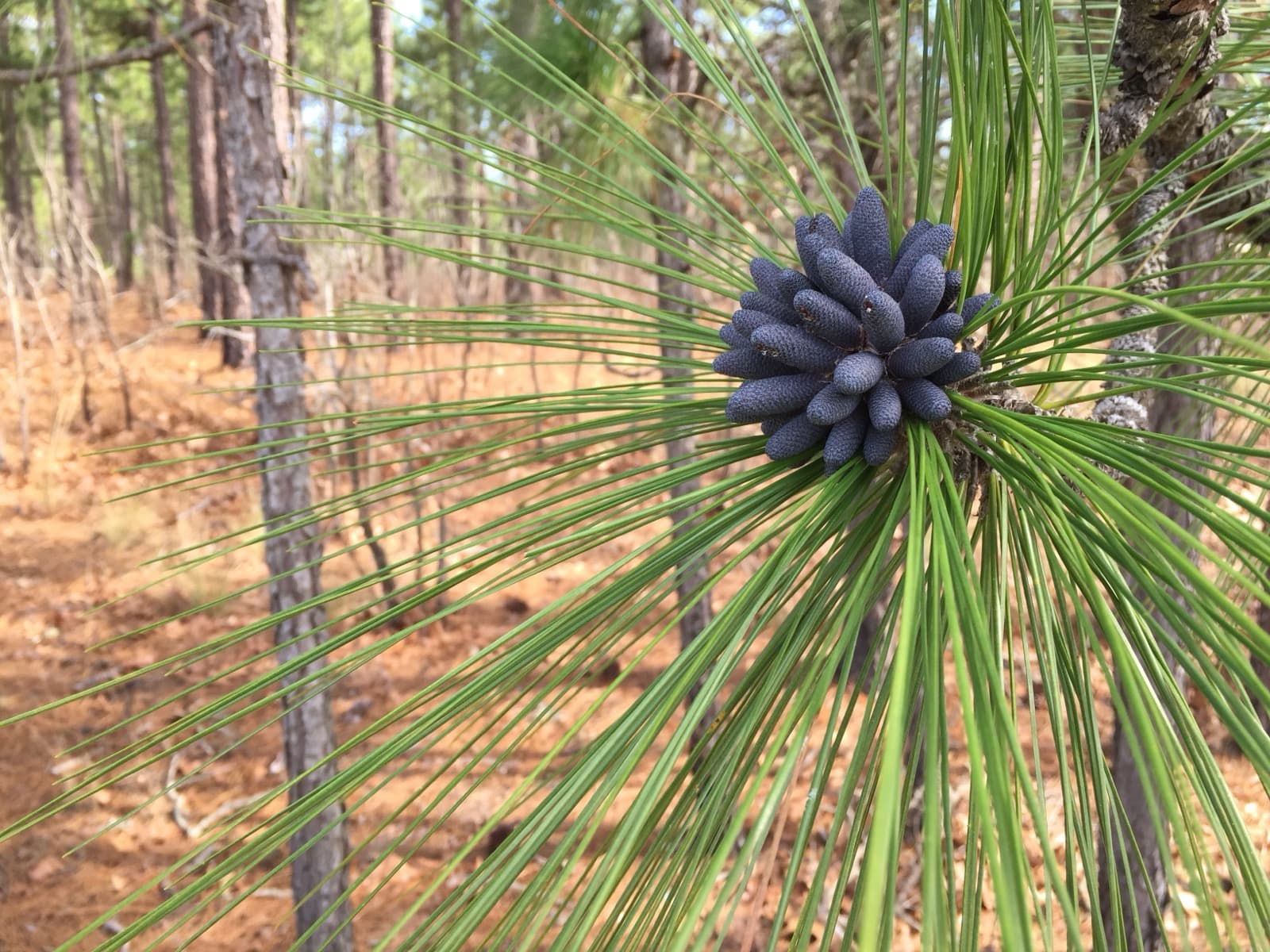 Close-up of long green longleaf pine needles around a cluster of purple pollen cones, with an open pine forest behind