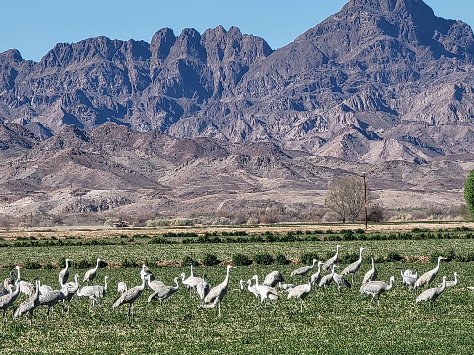 A flock of gray sandhill cranes standing in a green field below rugged desert mountains