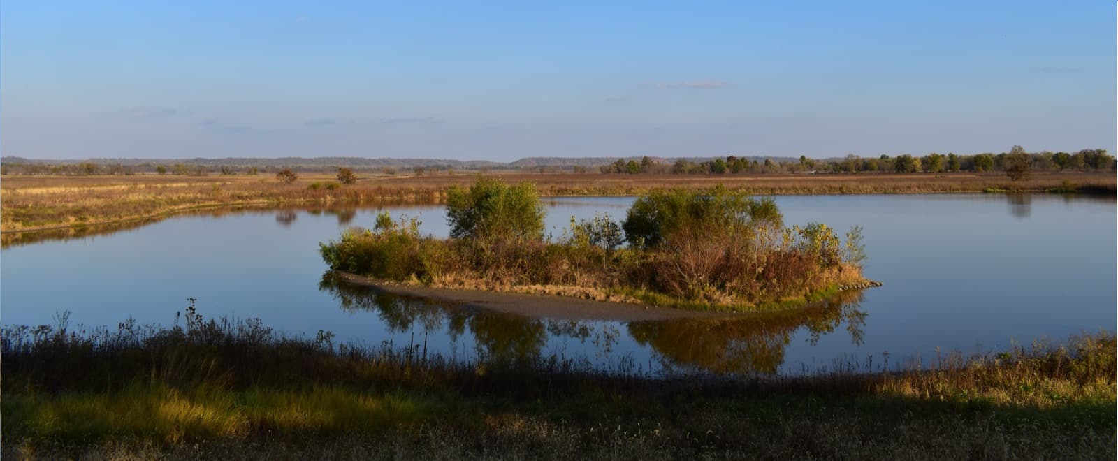 A calm pond with a small brushy island, grassland and a distant tree line under a clear sky