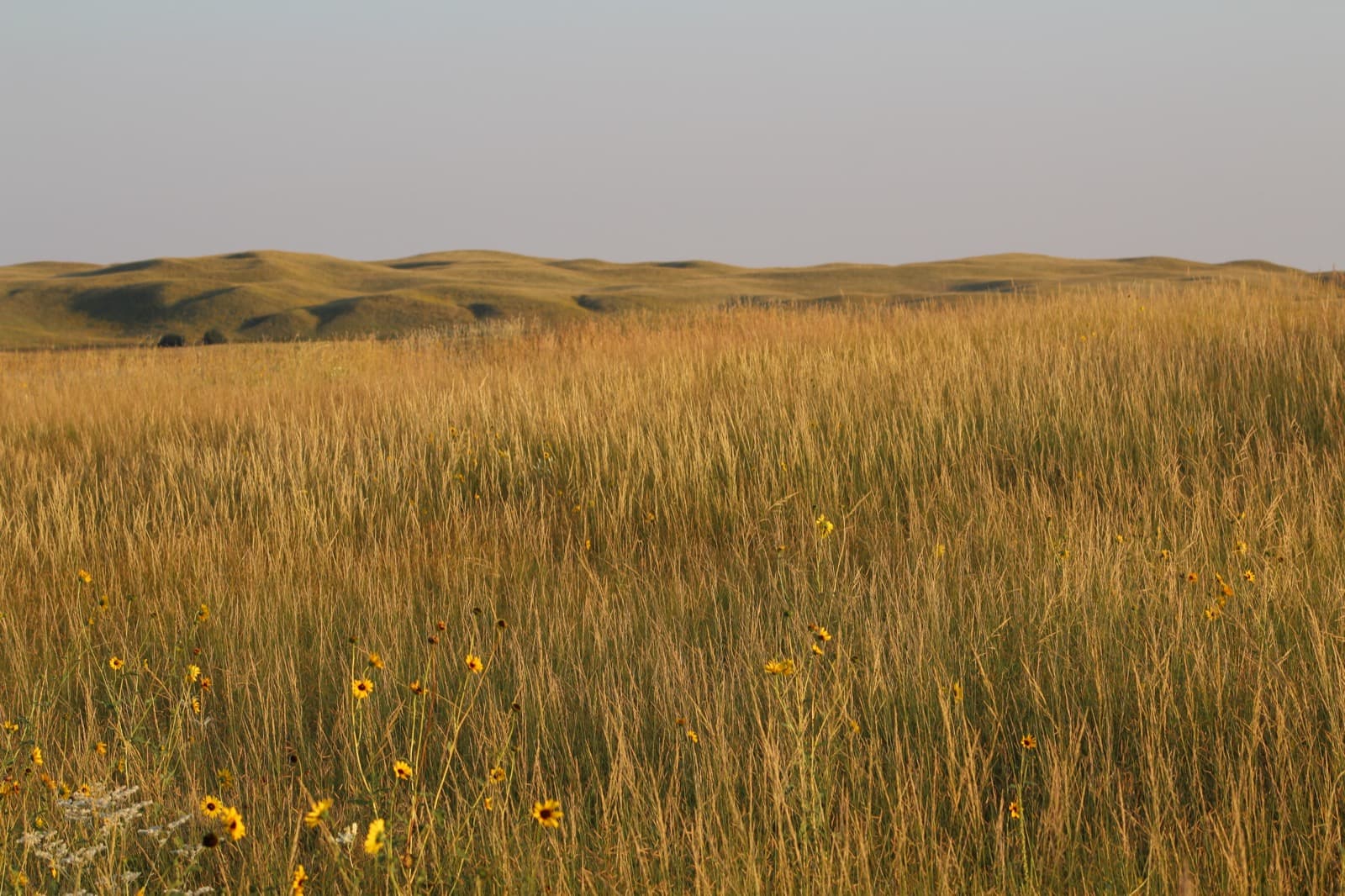 Tall golden grass with scattered yellow flowers in front of rolling Sandhills