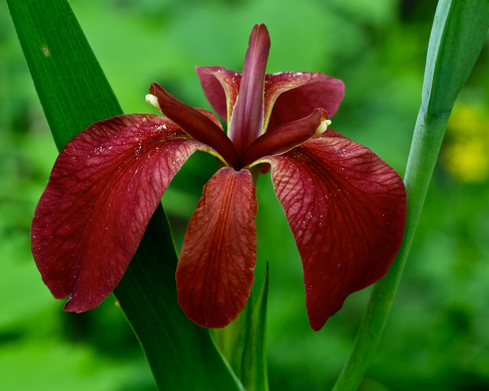 A copper iris flower at Dahomey refuge
