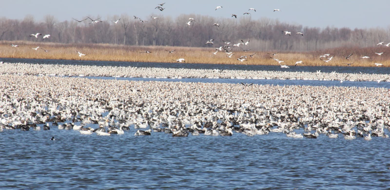 A dense raft of white snow geese on blue water, with more geese flying above a far shore