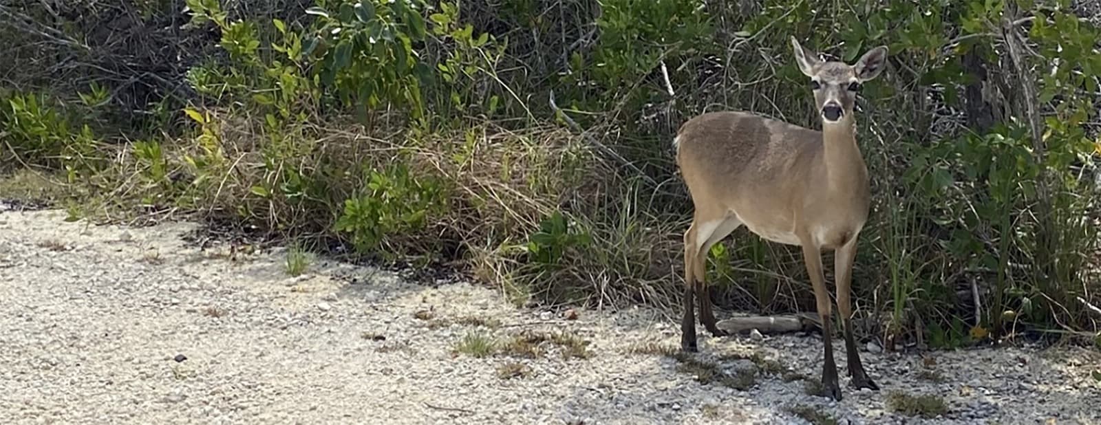 A small Key deer standing at the edge of a gravel path beside green shrubs