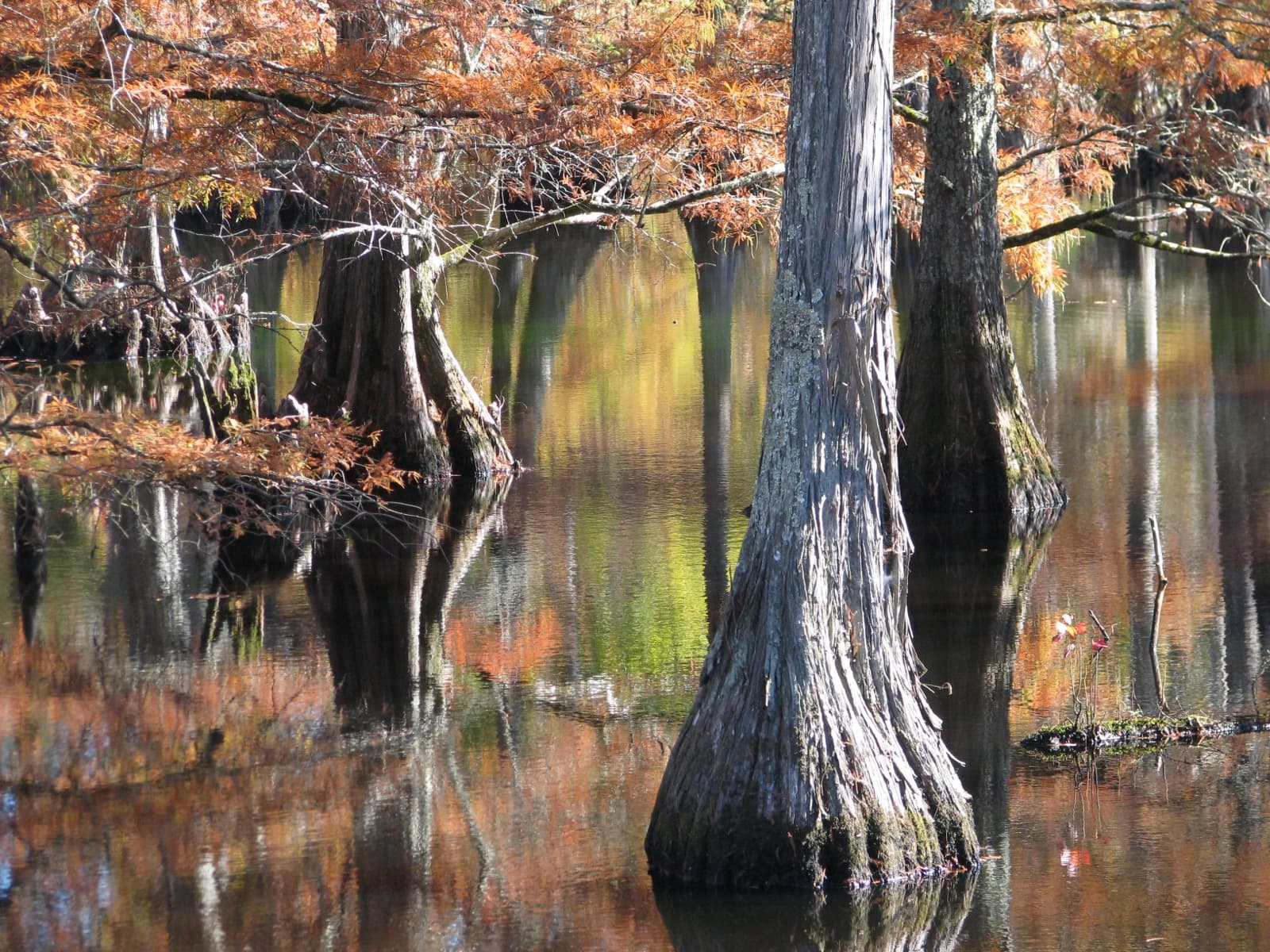 Cypress trees in autumn color at the edge of the water at Noxubee refuge